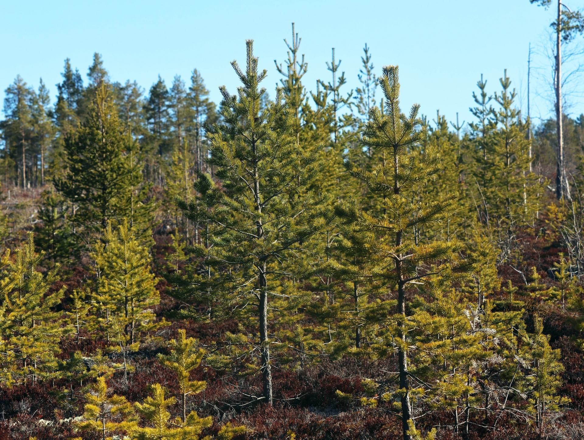 Gård med skogsbruk på ORRMO Härjedalens kommun - bild 8