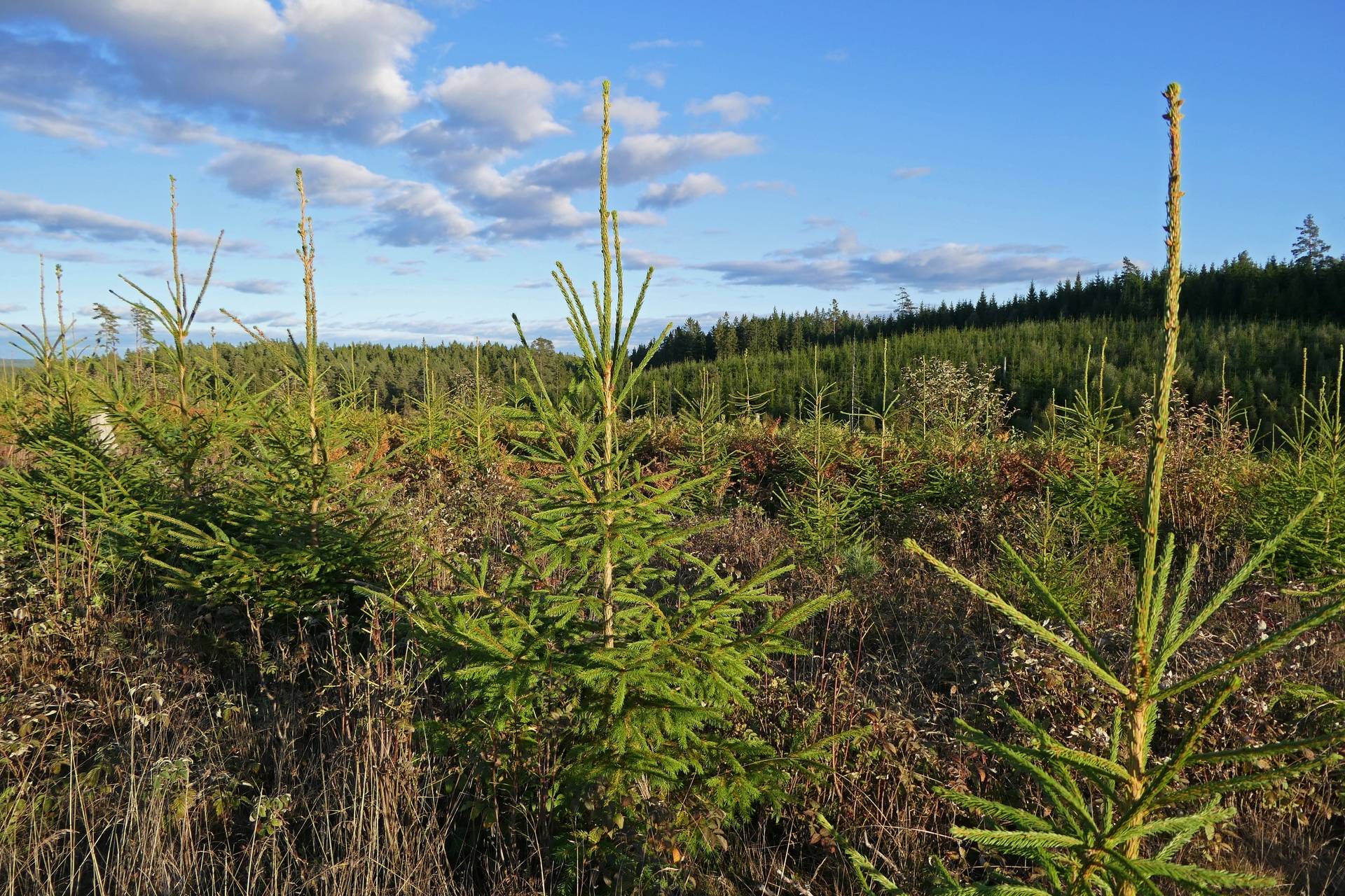 Gård/skog på Högalid Tranemo kommun - bild 3