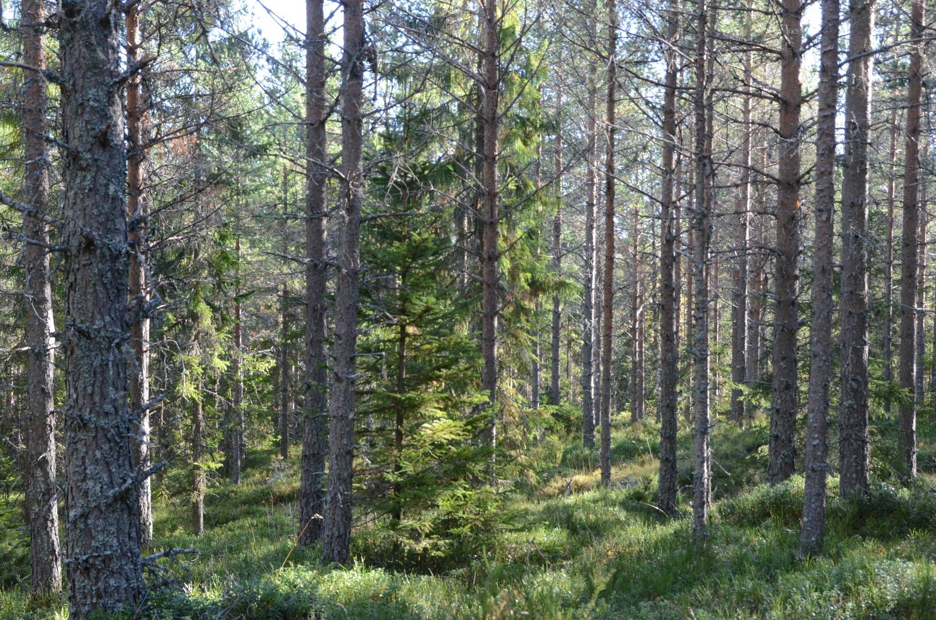 gård med skogsbruk på Tjärna Mockfjärd, Gagnefs kommun - bild 3