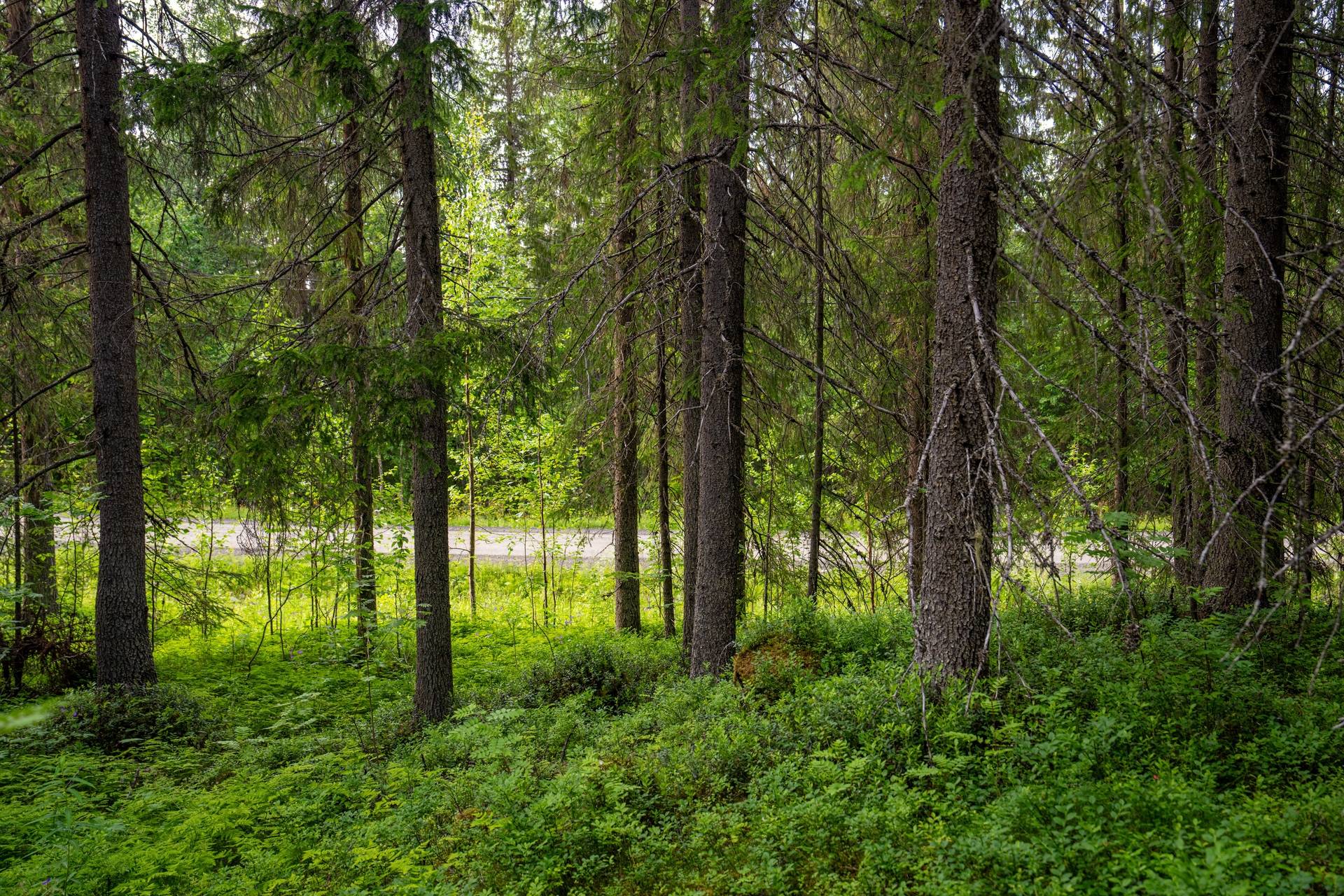 Gård/skog på Långvattnet 1:30 & 1:171 Storumans kommun - bild 13