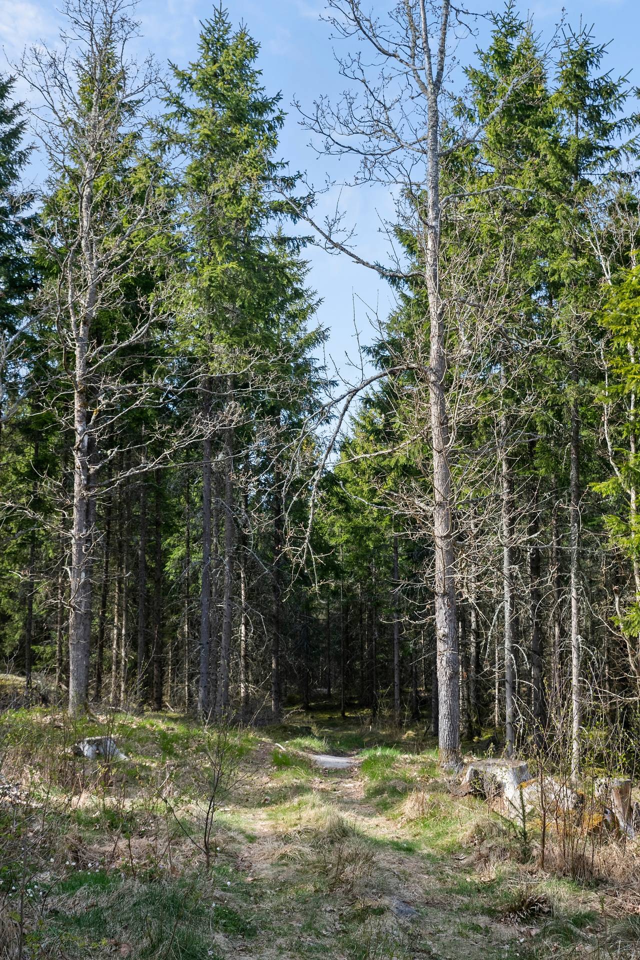 Gård utan jordbruk på Tvingelshed 320 Tvingelshed Karlskrona kommun - bild 33