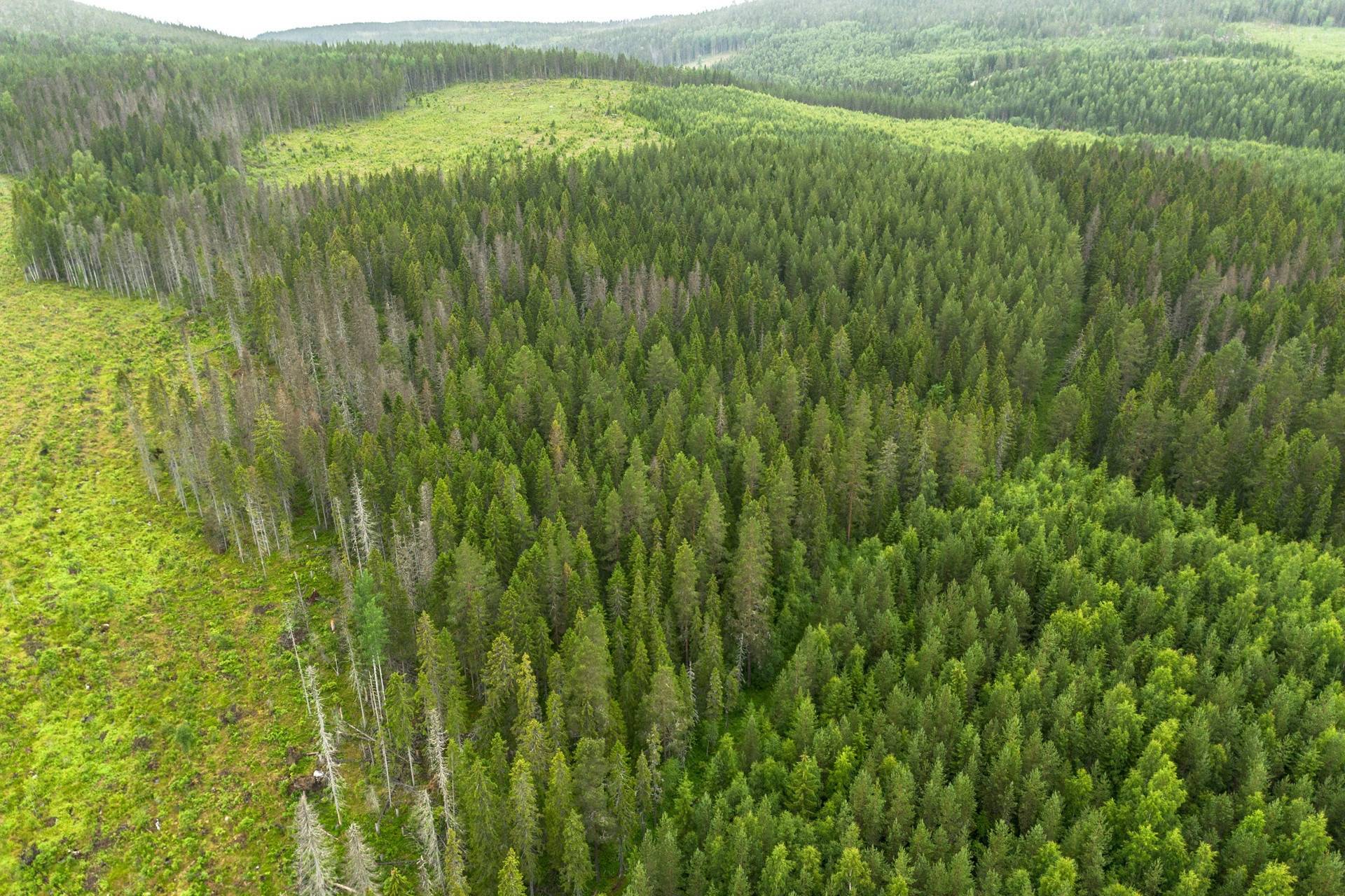 9 rum Gård med jordbruk på Hagaris 102 Nätra Örnsköldsviks kommun - bild 69
