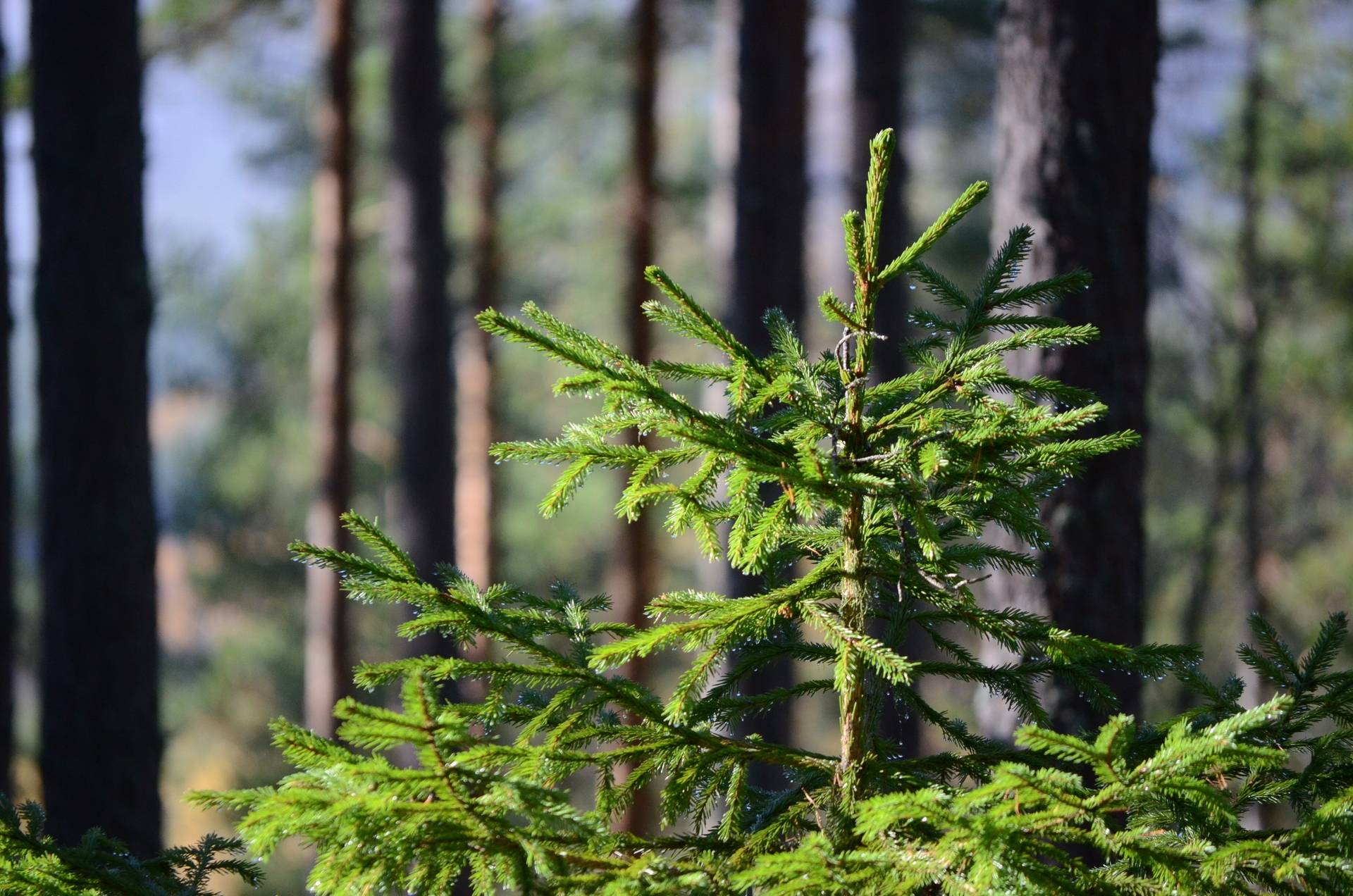 Gård med skogsbruk på Utanmyra Falu kommun - bild 11