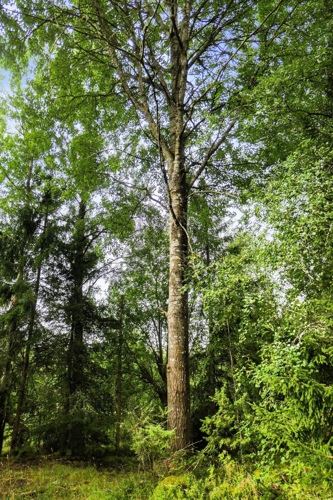Gård/skog på Galneryd 1 Hjo kommun - bild 7