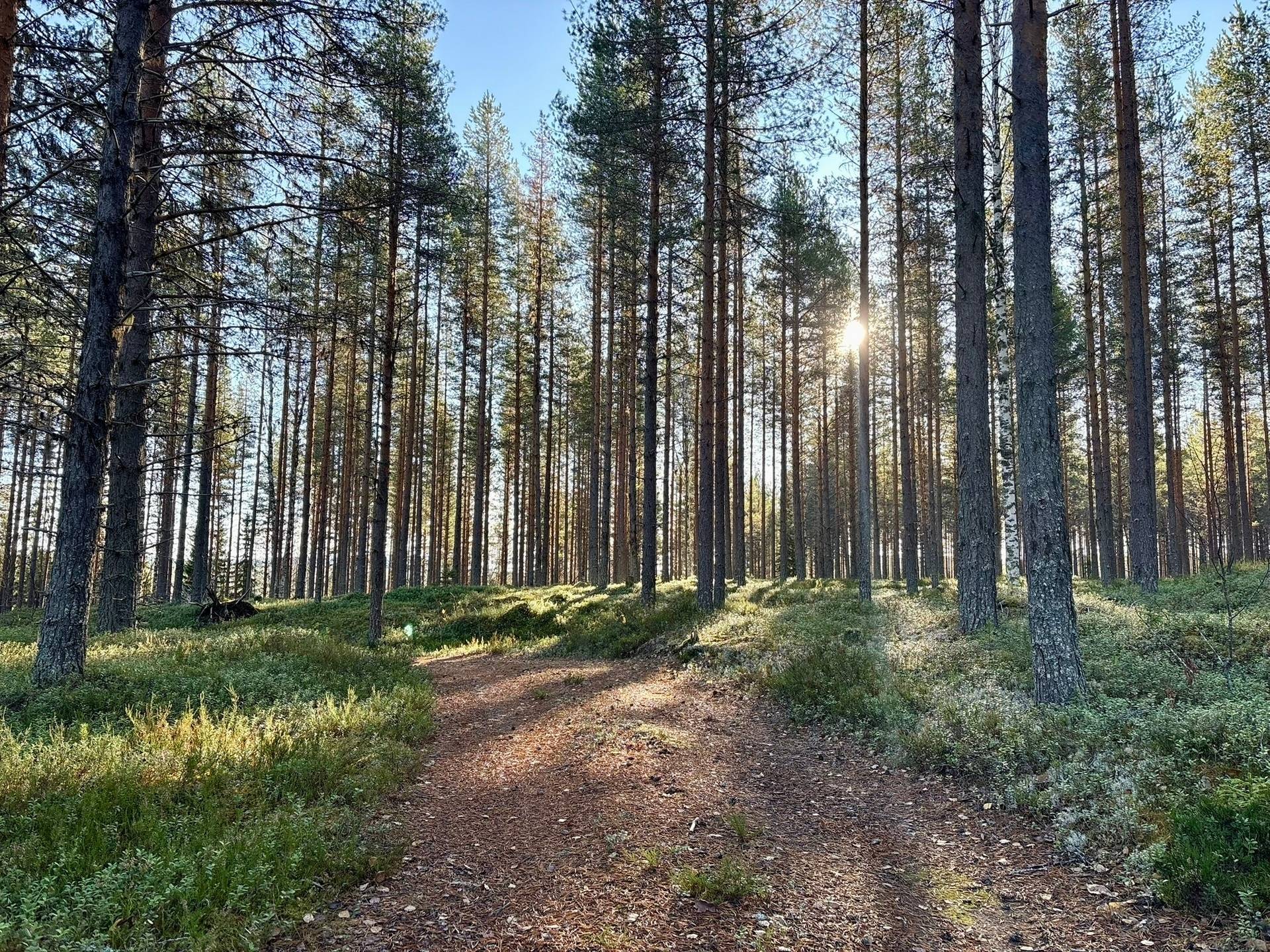 Gård/skog på Granön 4:6 Vindelns kommun - bild 3