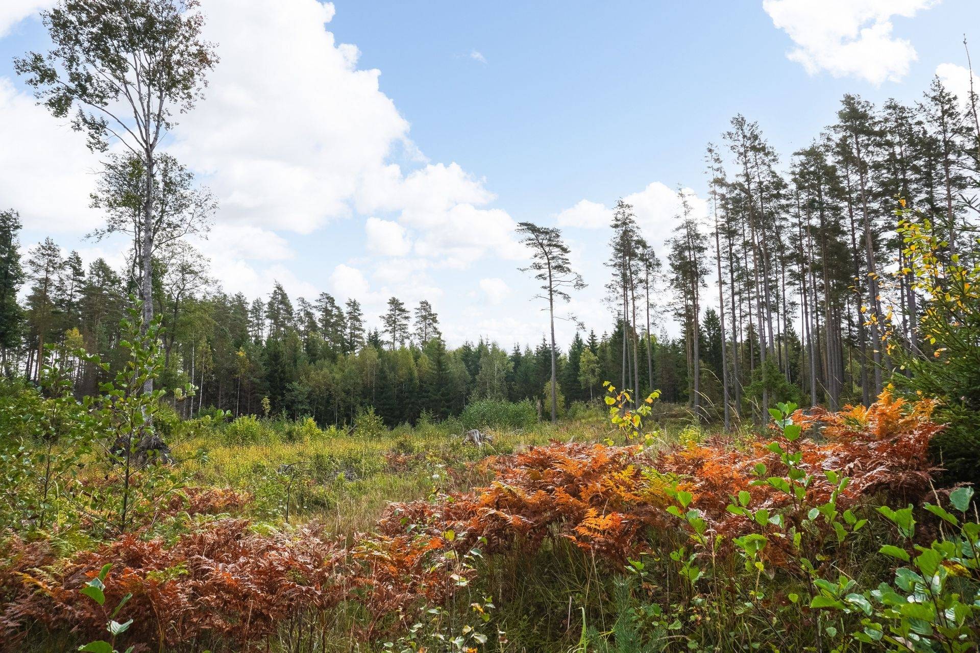 Gård med skogsbruk på Norrtälje Bro 4:8 & 8:1 Norrtälje kommun - bild 11