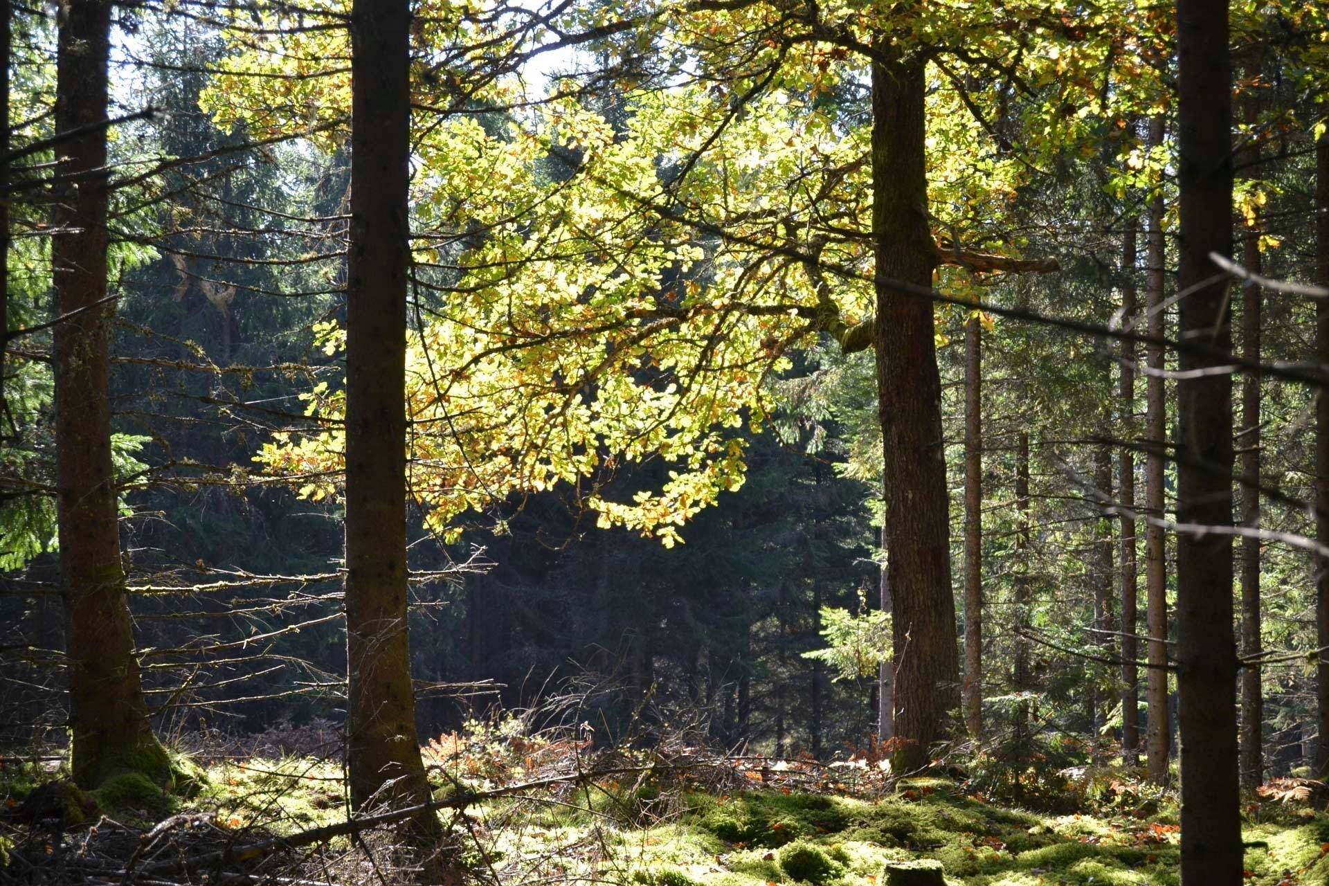 Långaryd, Hylte kommun