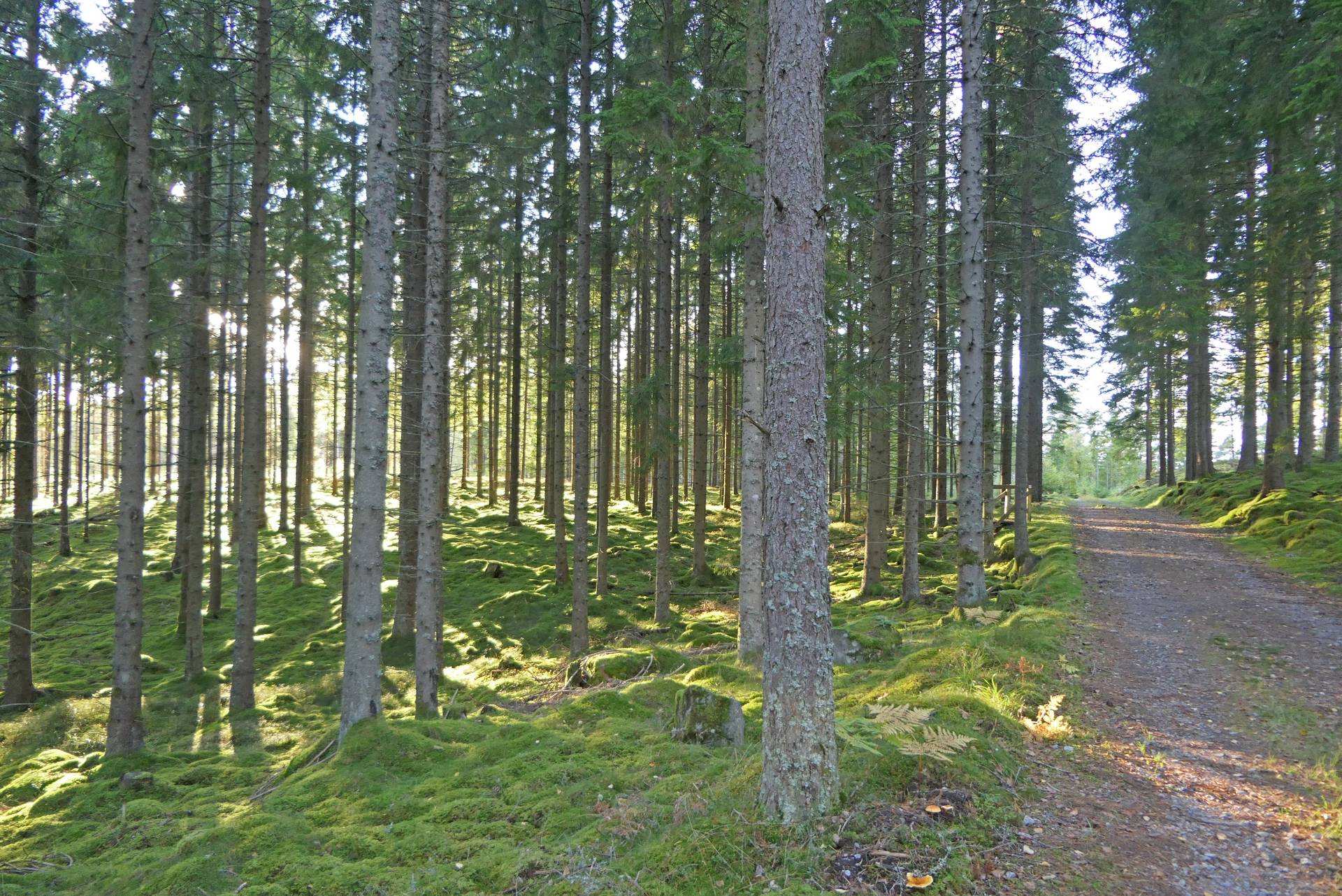 Gård/skog på Högalid Tranemo kommun - bild 7