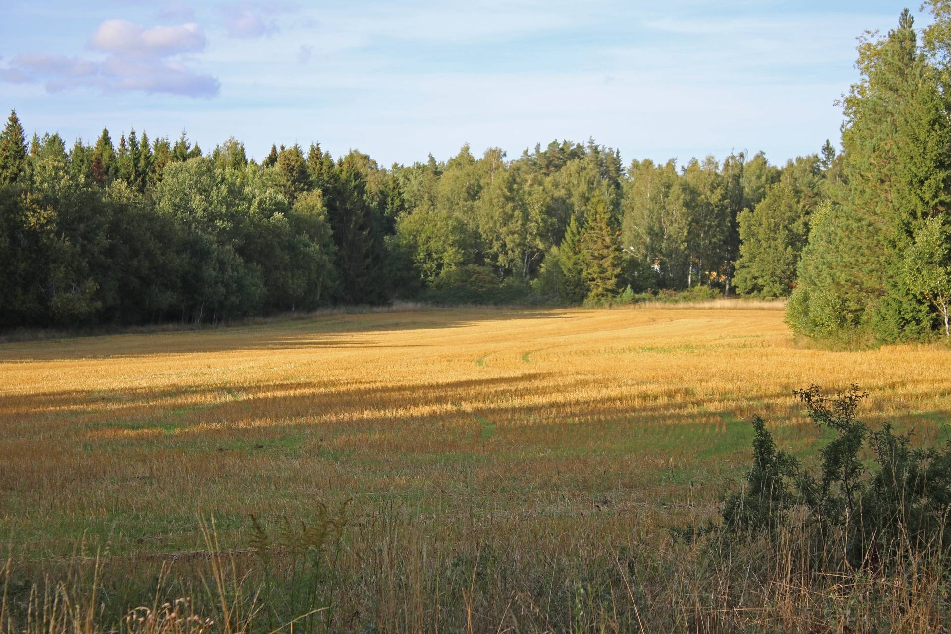 Gård/skog på Bärmö skogar Sigtuna kommun - bild 7