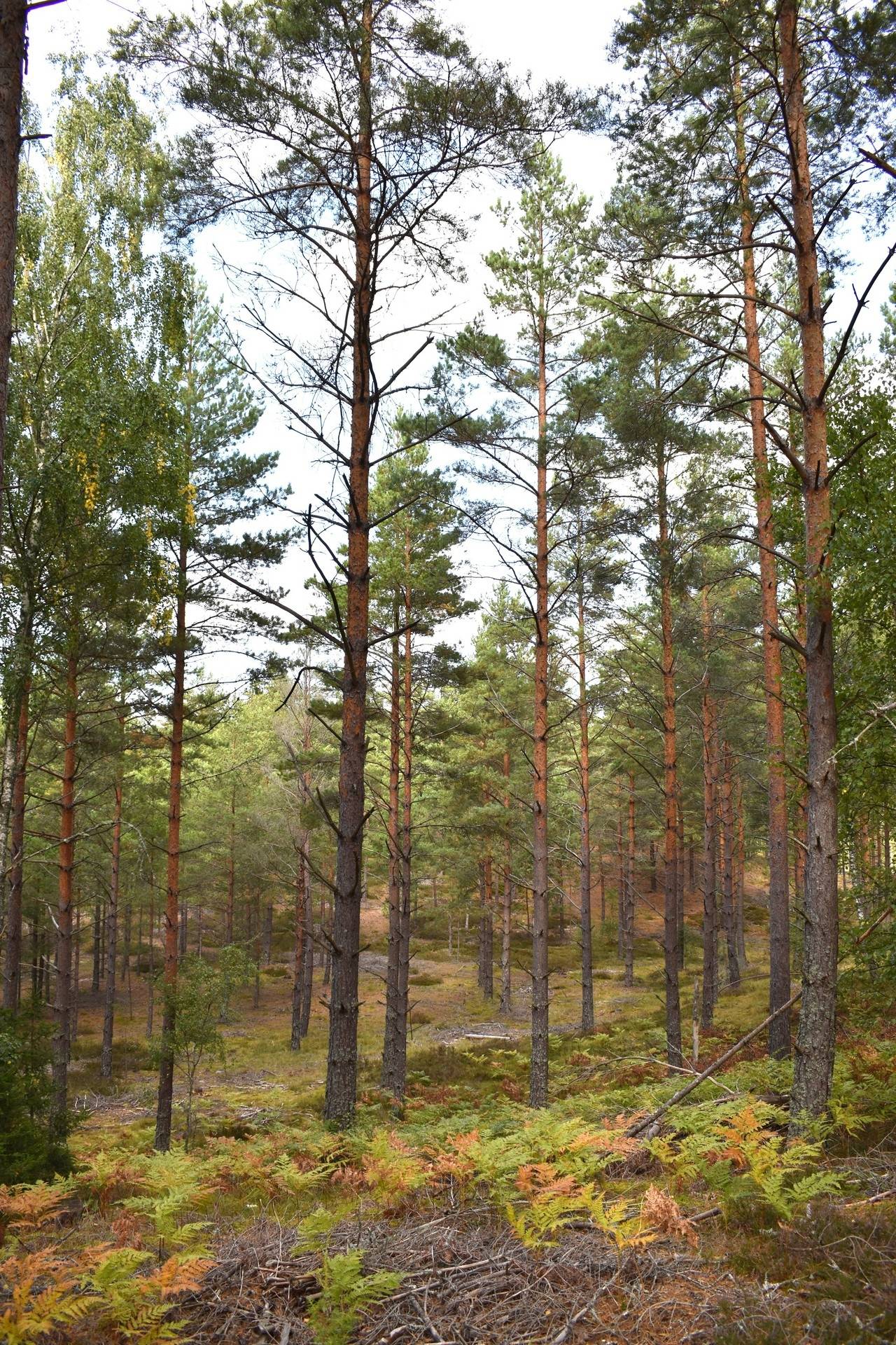 Gård med skogsbruk på Gårdsryd 1:2, 3:2 Gårdsryd Nybro kommun - bild 22