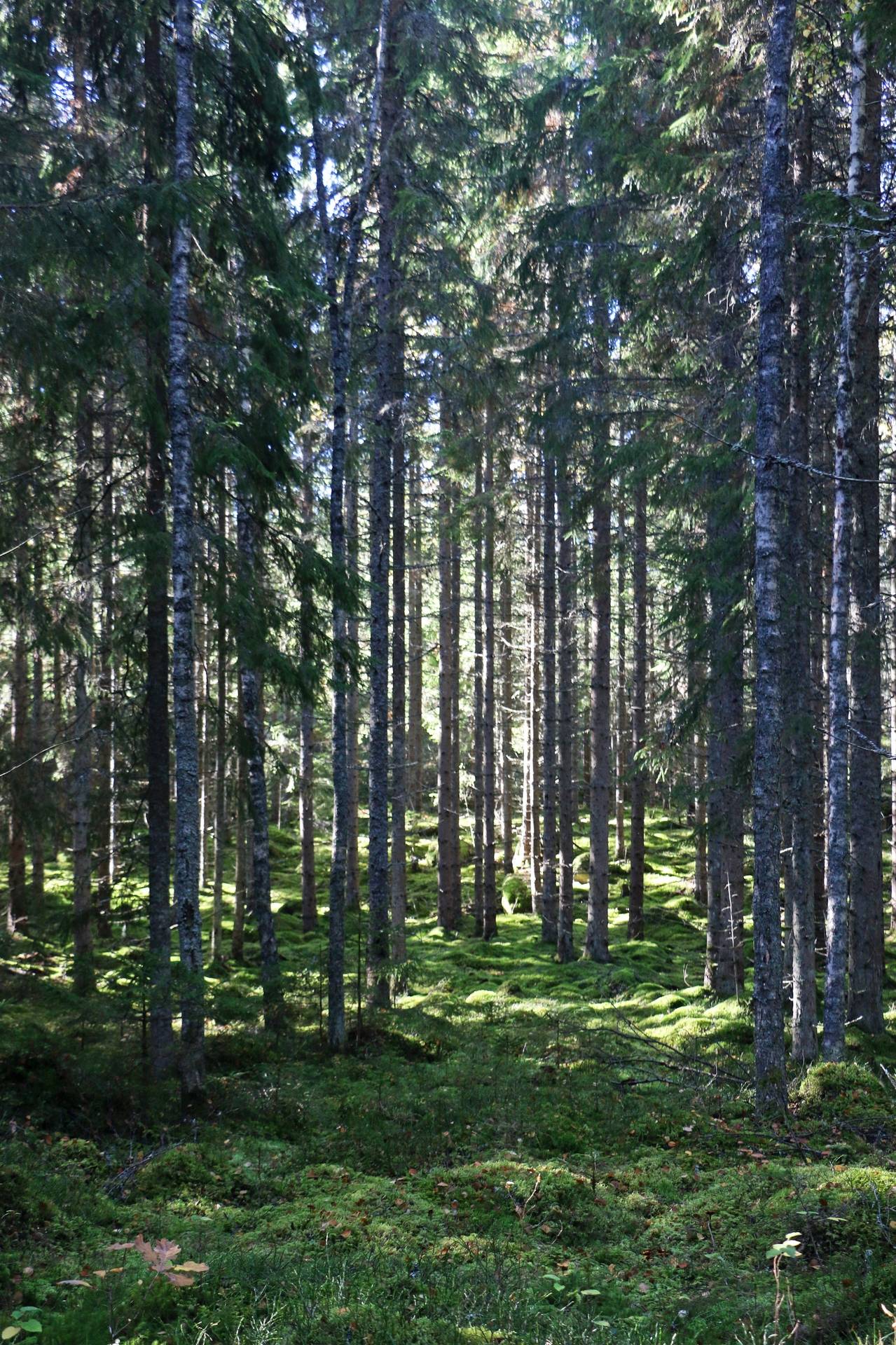 Gård med jordbruk på Älmekulla Ydre kommun - bild 10