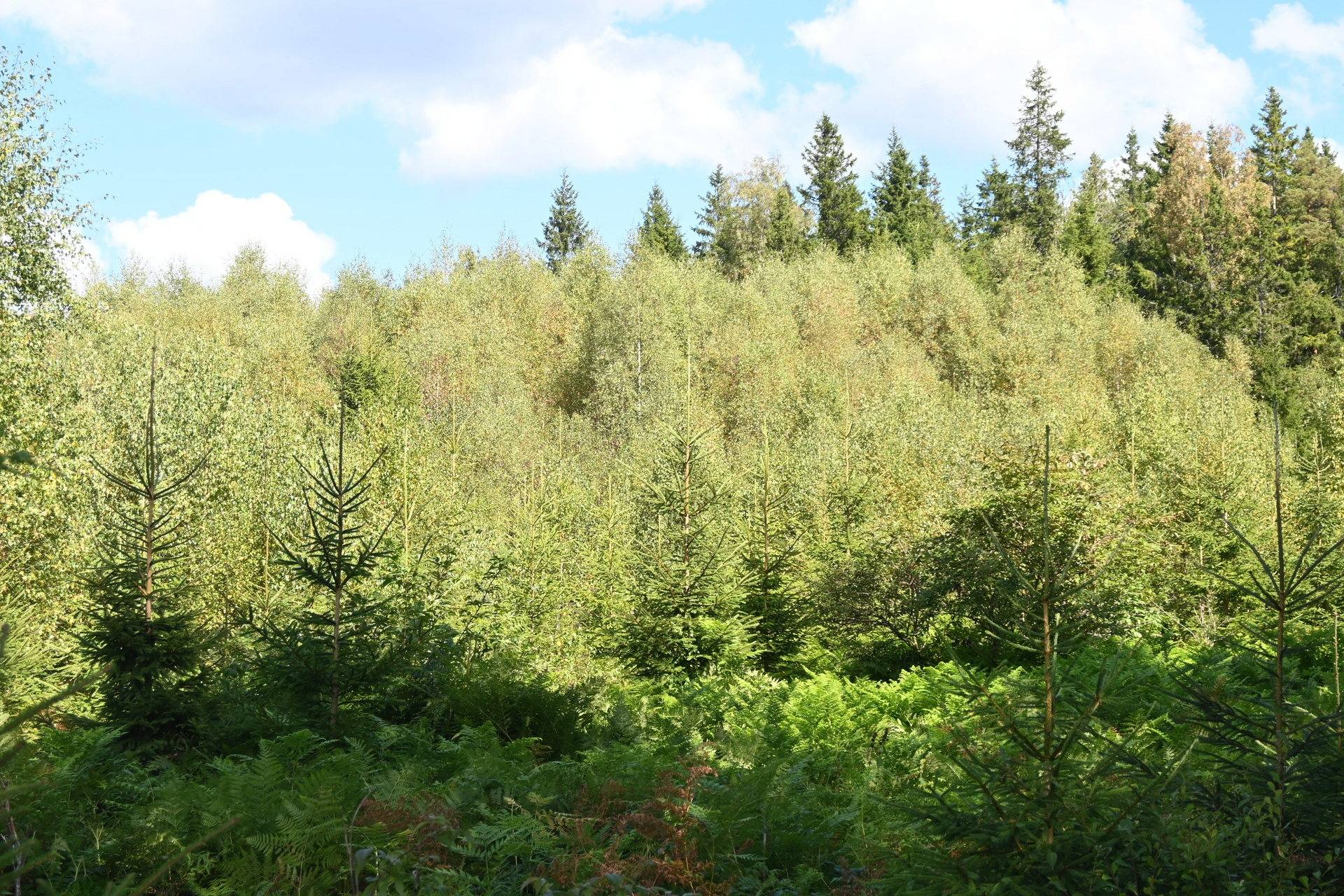 Gård med jordbruk på Karryd Norregård 2 Karryd Växjö kommun - bild 39