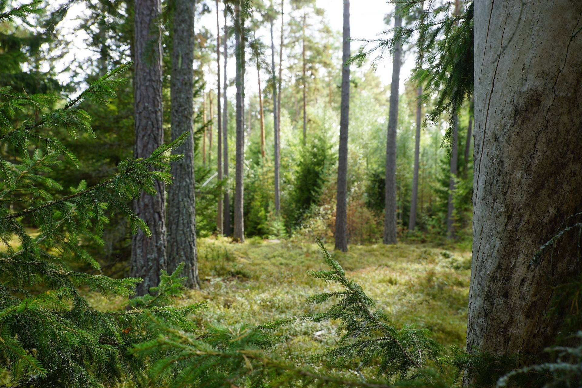 Gård med skogsbruk på Näsby Uppsala kommun - bild 7