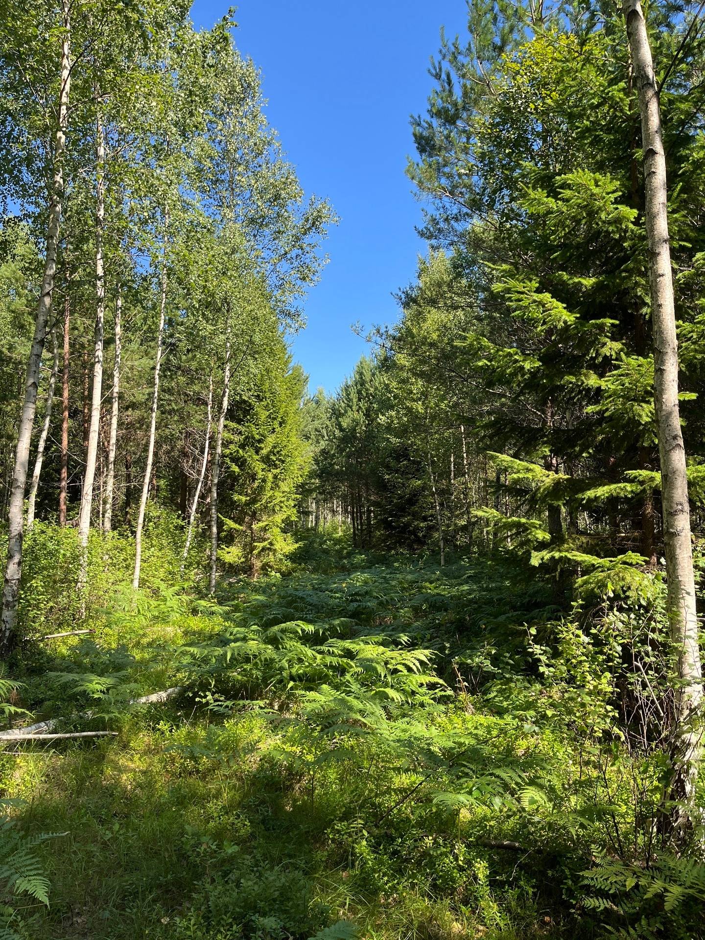 3 rum Gård med skogsbruk på Hjortens fyrväg 12 Melleruds kommun - bild 33