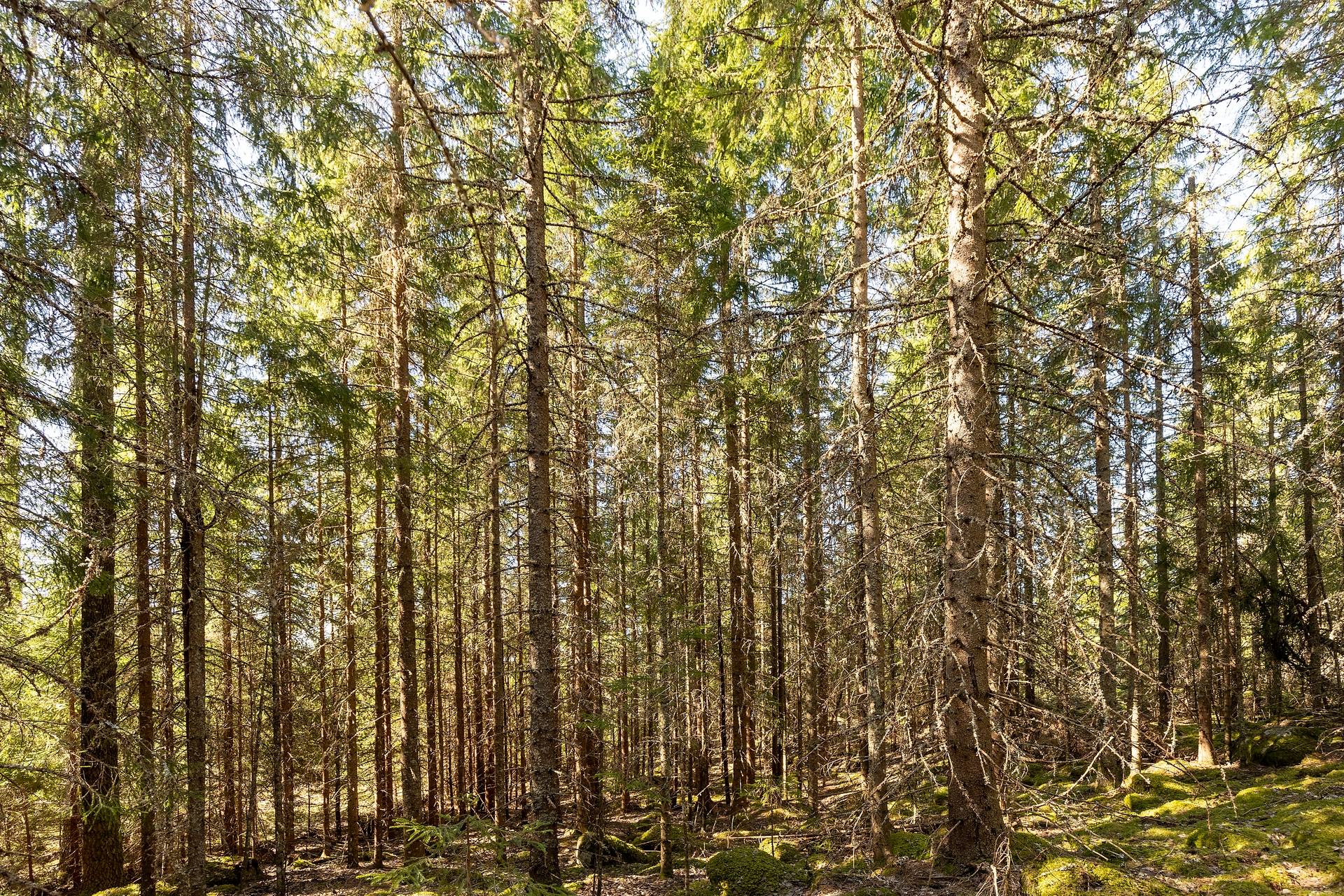 Gård/skog på Del av HAGFORS EKSHÄRADS-RÅDA 1:72 Hagfors kommun - bild 27