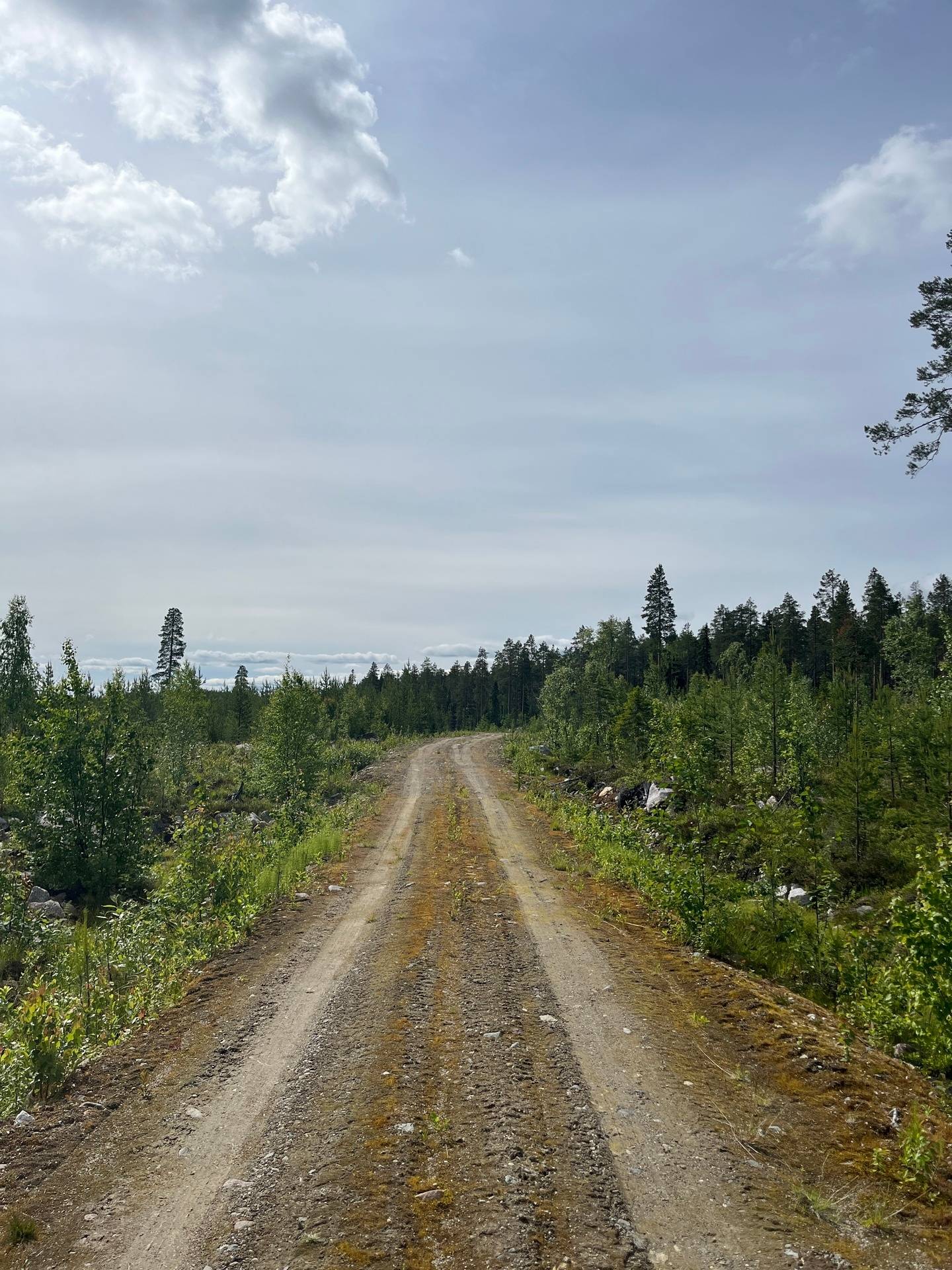 Gård med skogsbruk på Högheden 41:1 Älvsbyn Älvsbyns kommun - bild 6