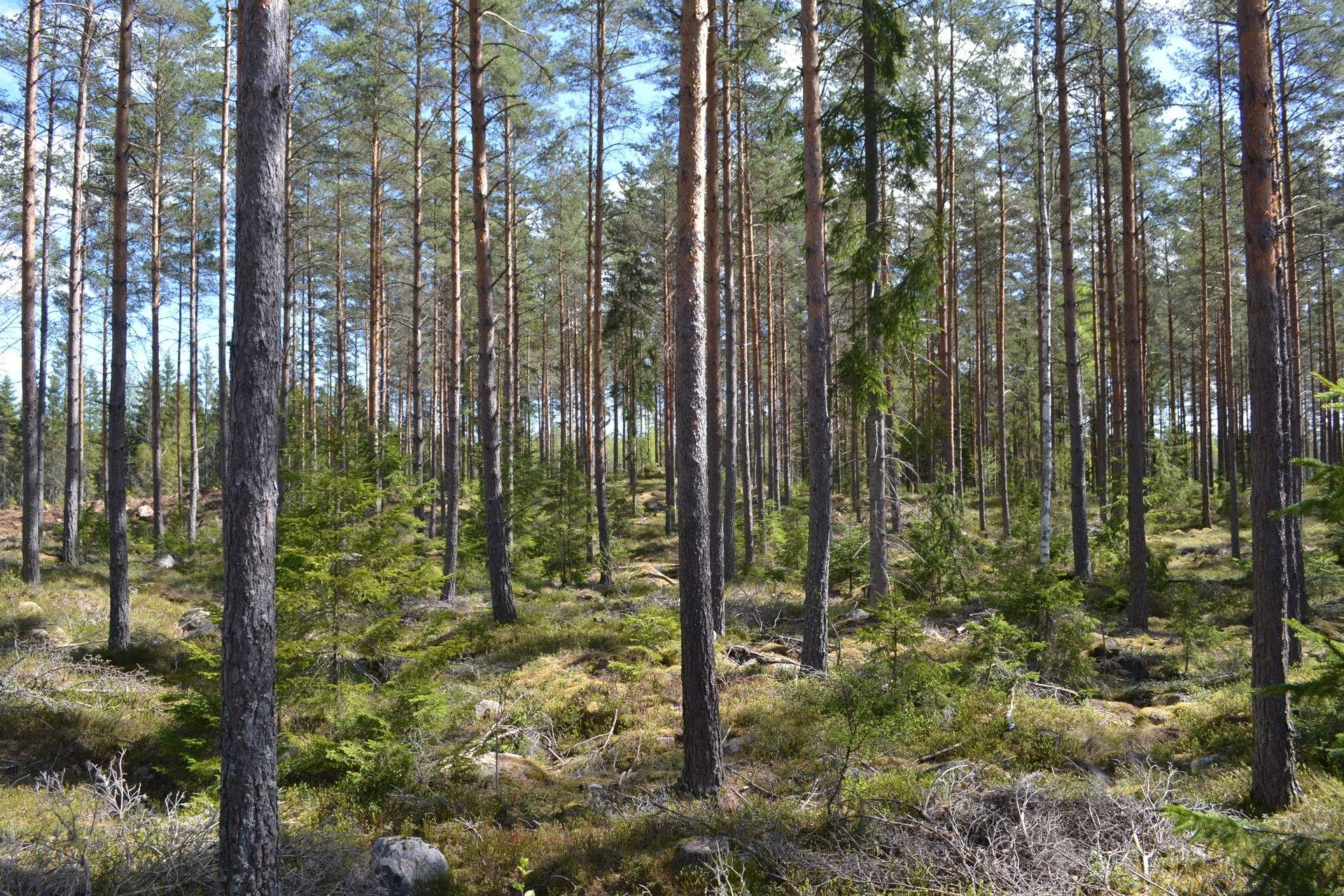 Gård/skog på Parismåla Parismåla Emmaboda kommun - bild 3