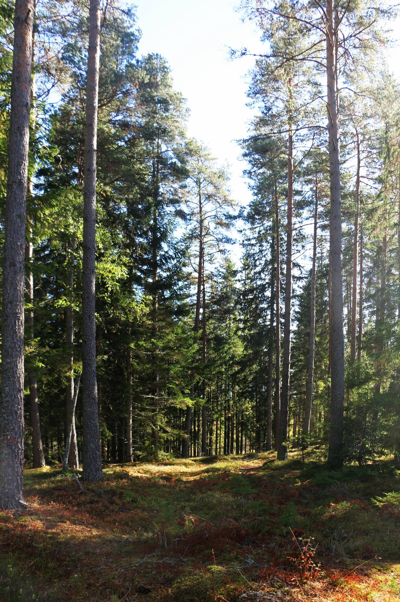 Gård med jordbruk på Älmekulla Ydre kommun - bild 6