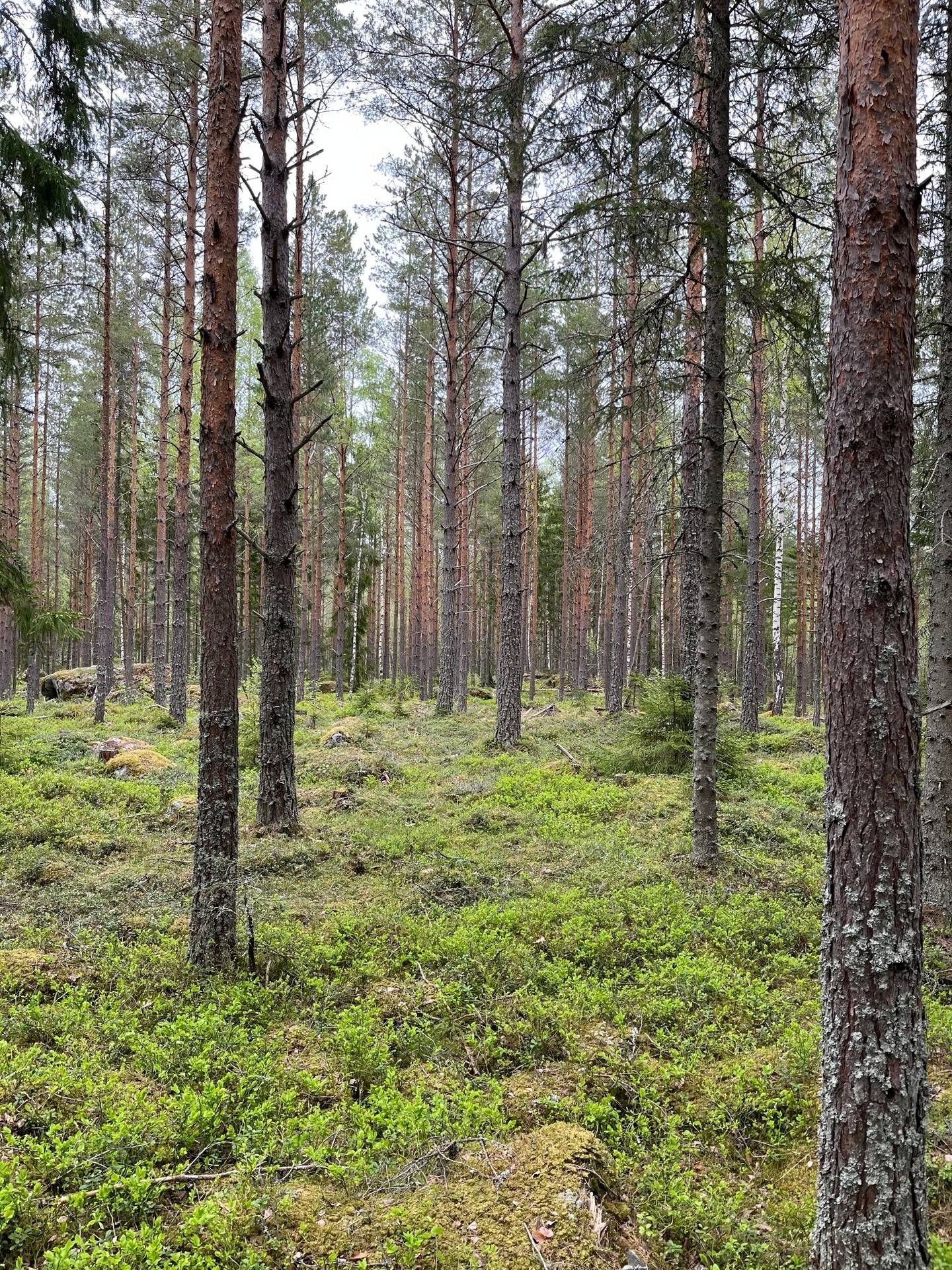 Gård/skog på GÄVLE VARVA 2:47 Hille Gävle kommun - bild 2