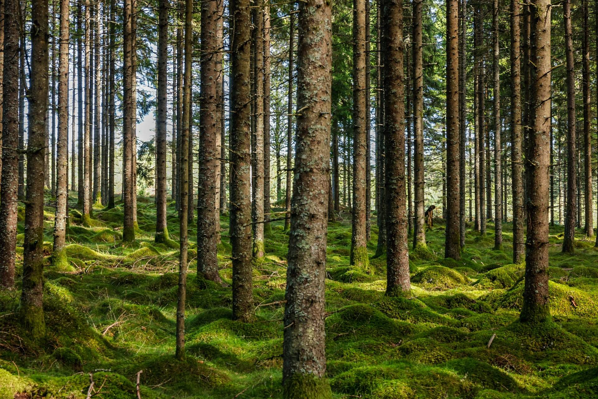 Gård/skog på SVENLJUNGA UGGLEBO 2:3 Örsås Svenljunga kommun - bild 10