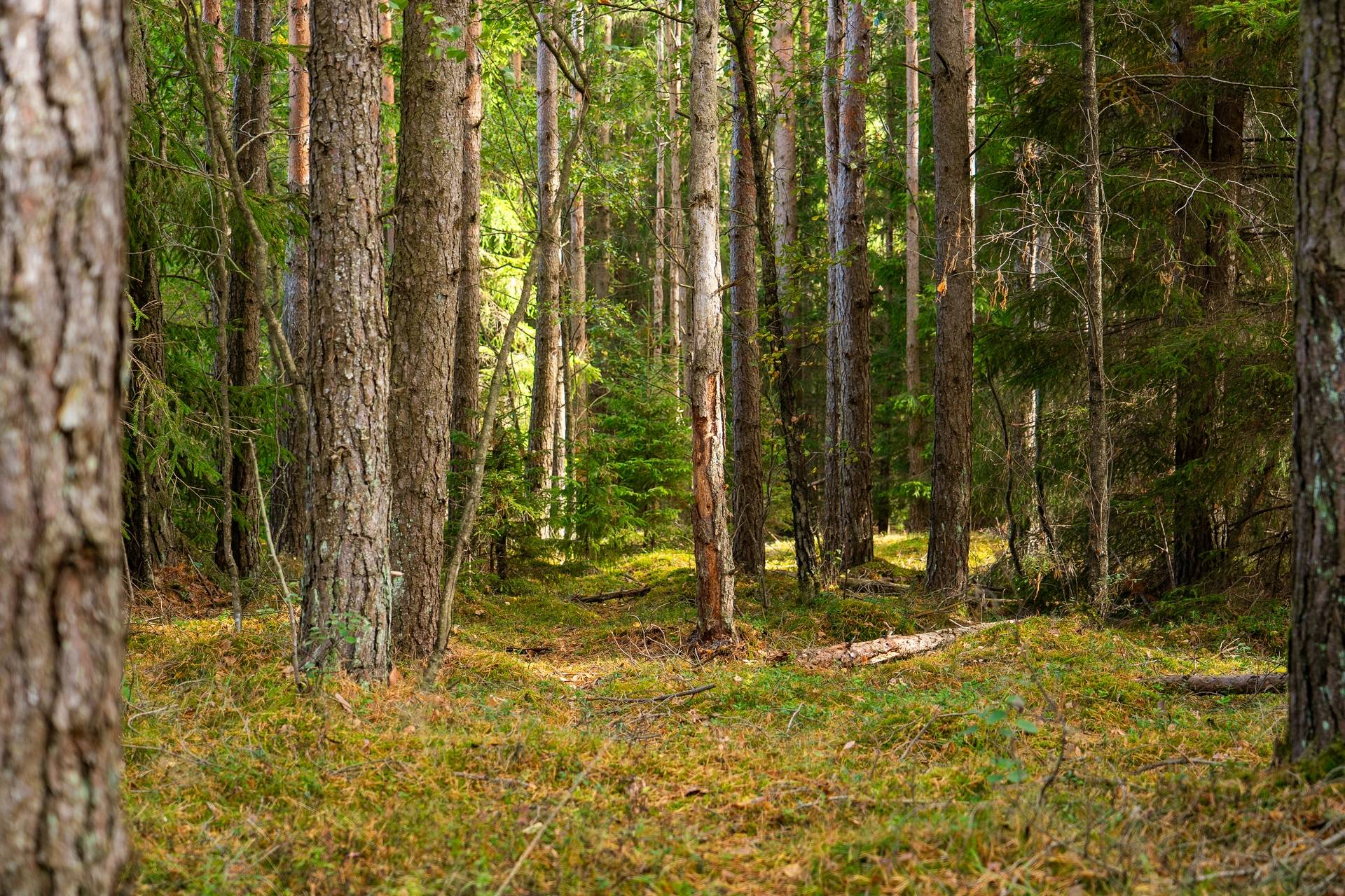 Gård med jordbruk på Övergården Säffle kommun - bild 13