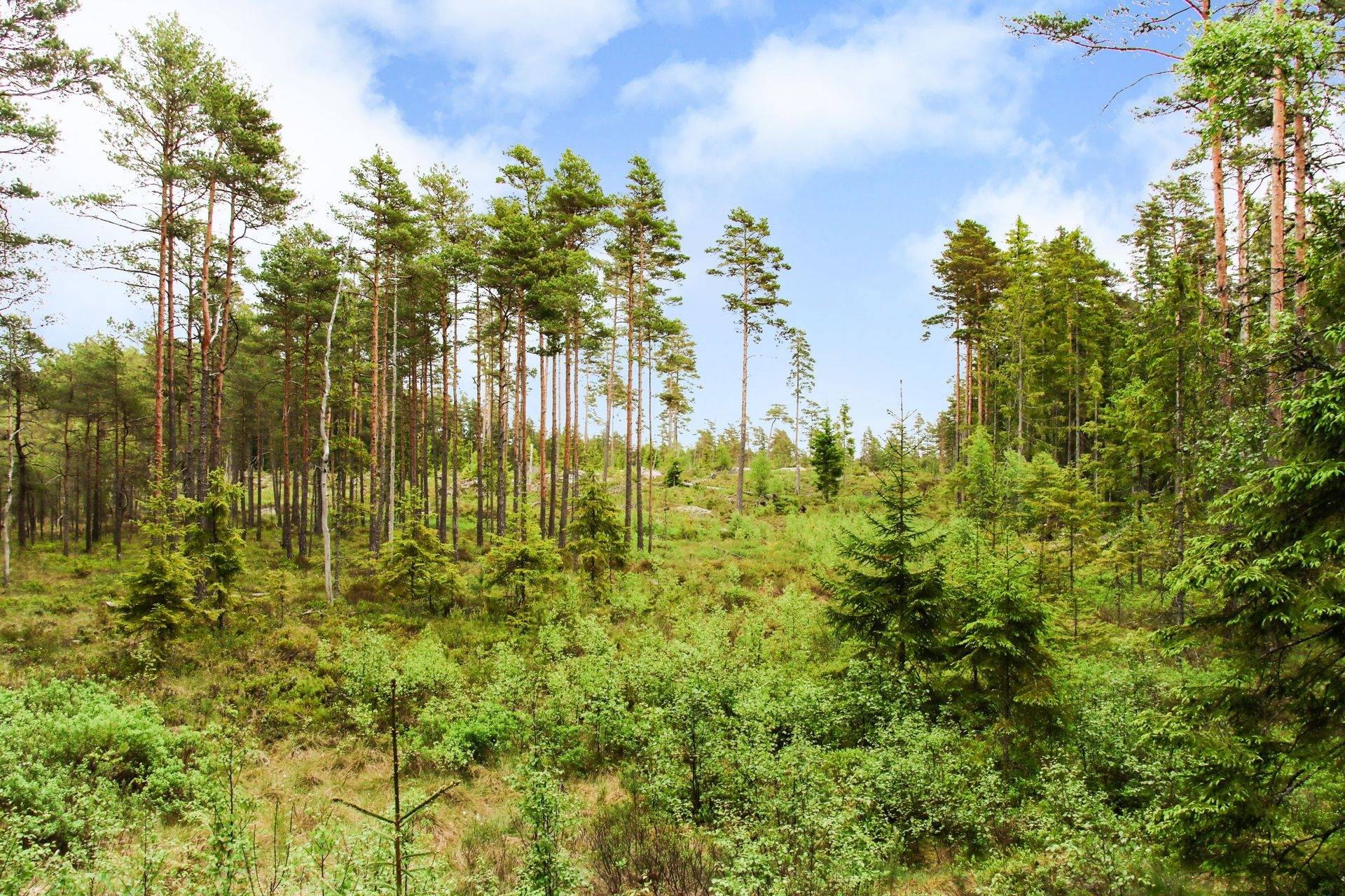 Gård/skog på Gräshult Norregård 1 Vaggeryds kommun - bild 7