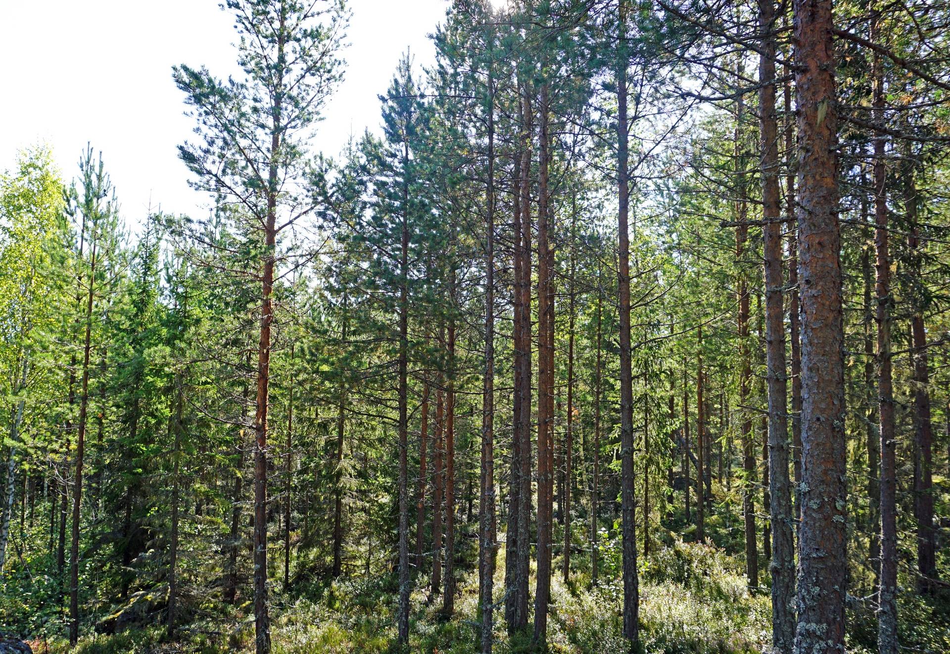 Gård med skogsbruk Vattrång Nordanstigs kommun - bild 1