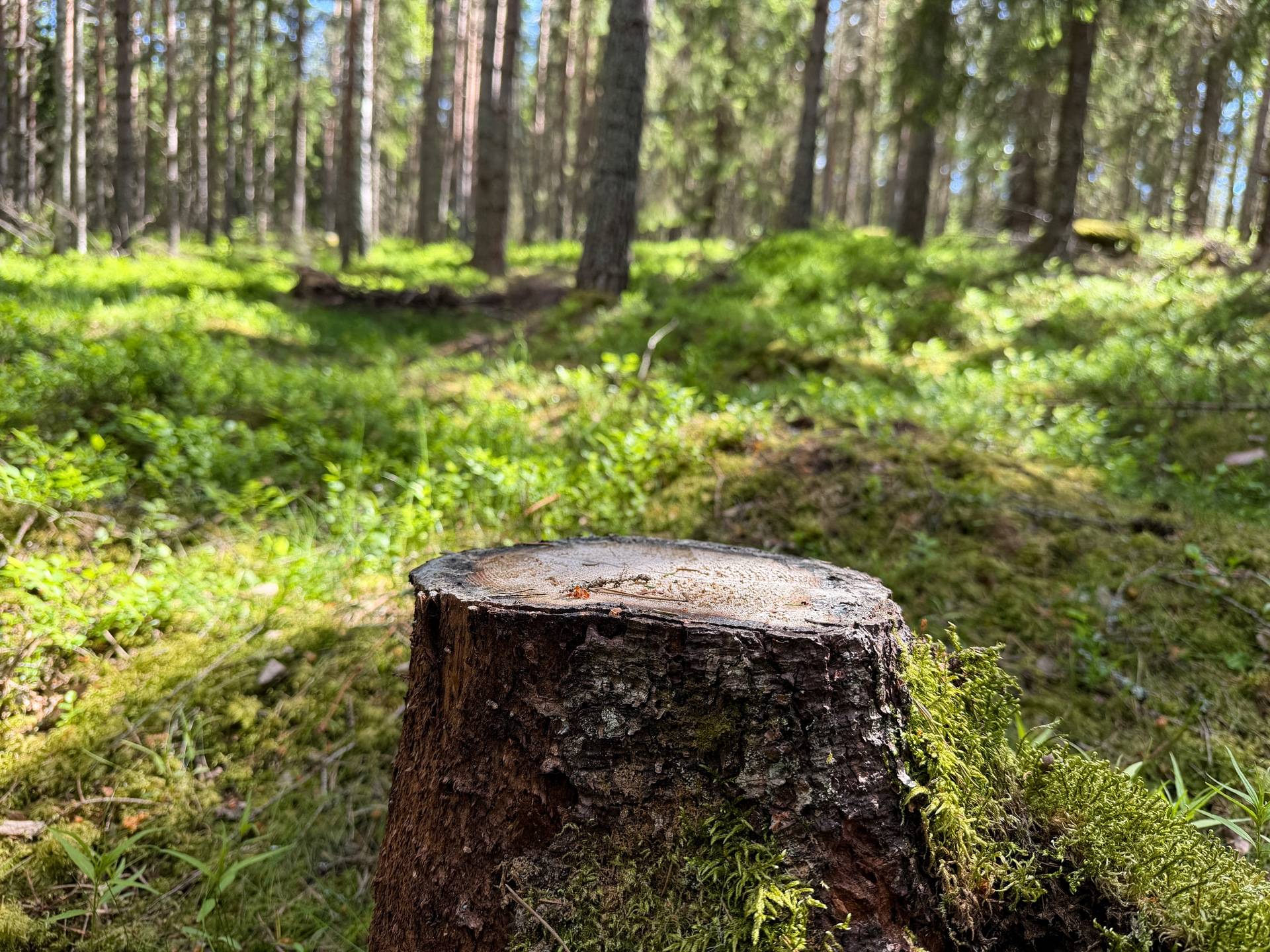 Gård/skog på Hedemora Vikarbyn 18:2 Hedemora kommun - bild 21