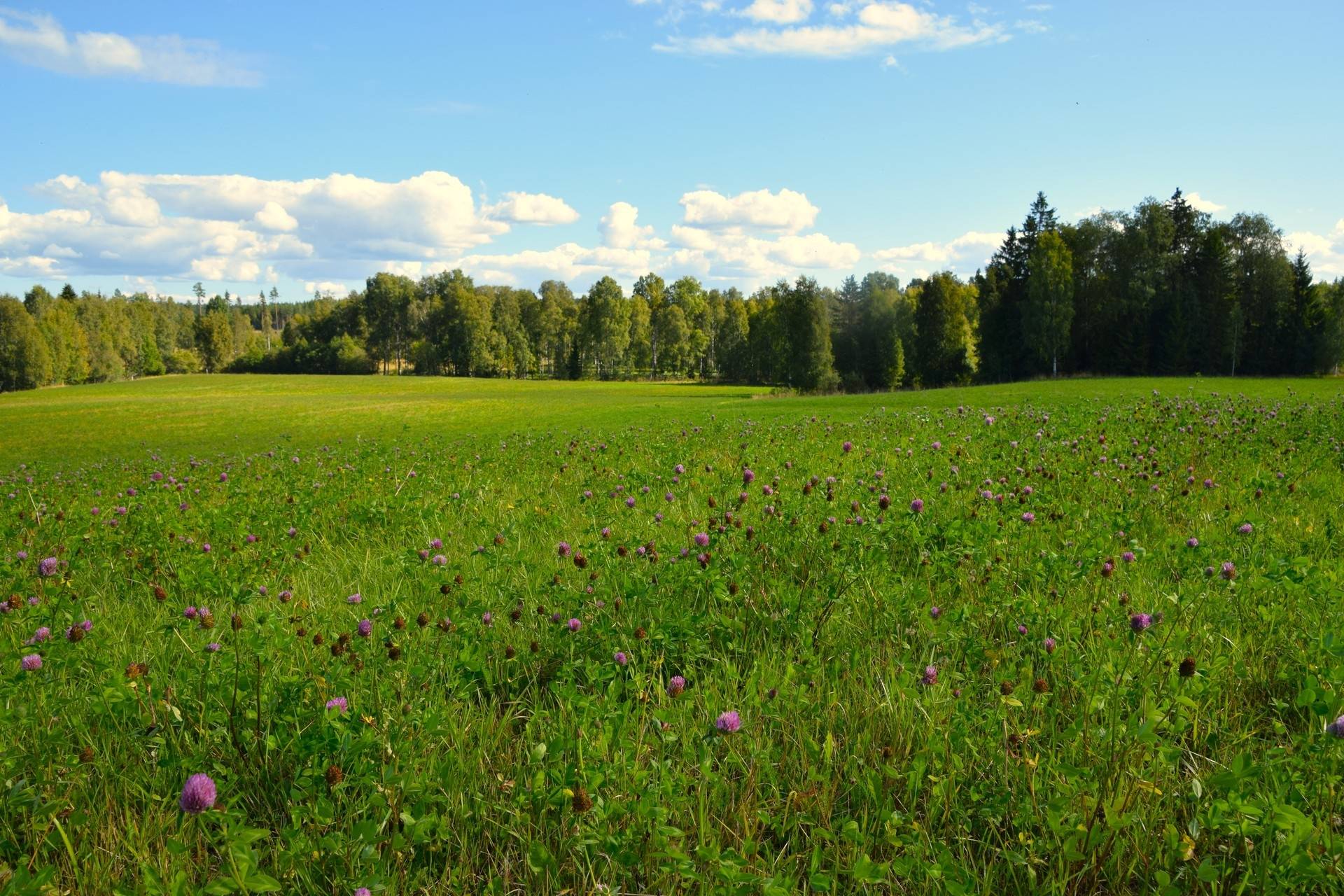 130 m² Gård med jordbruk på Ås Östra Älven 1 Ås Eda kommun - bild 39