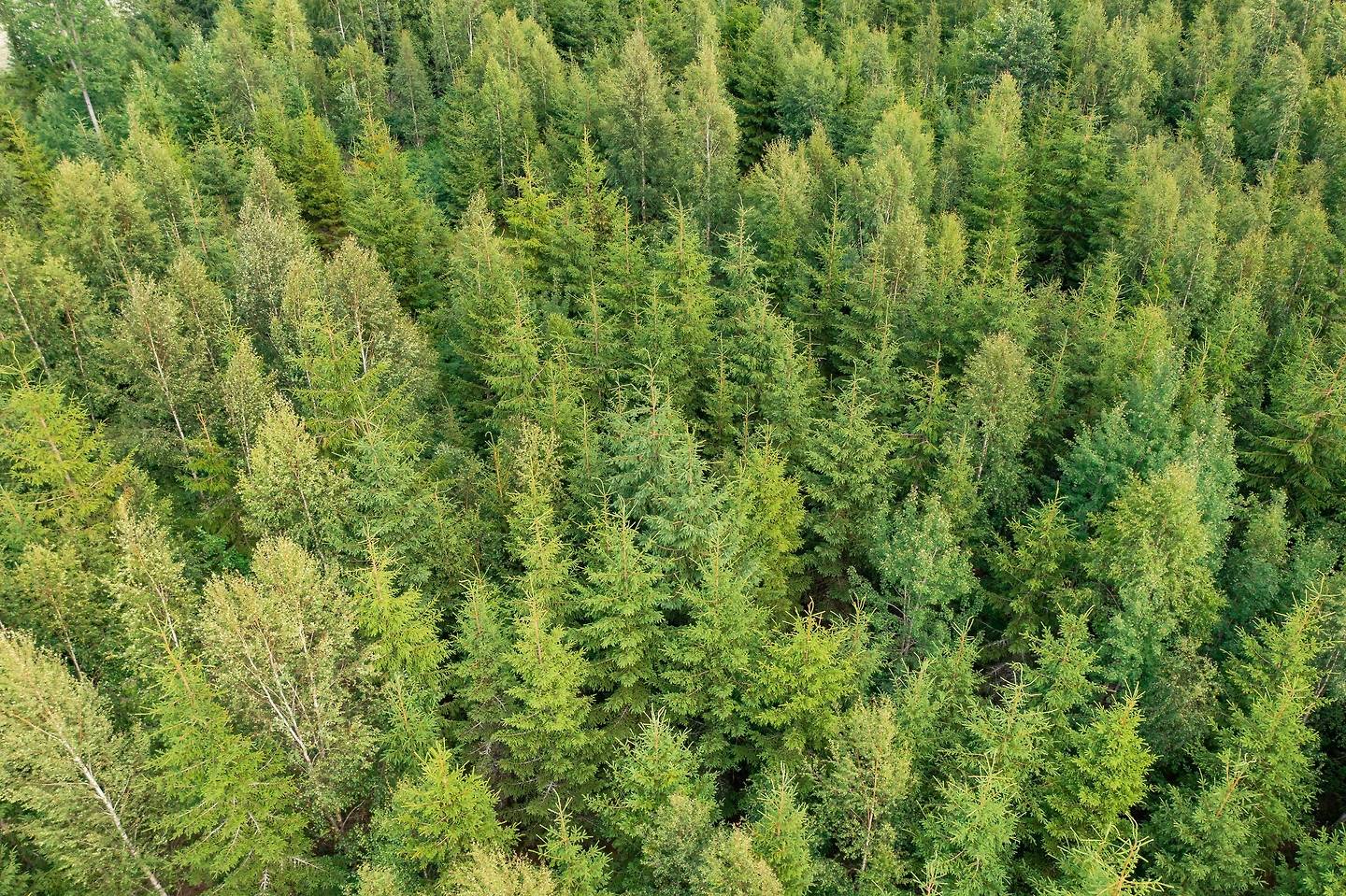 Gård/skog på Fagerlid Storkila Gullspångs kommun - bild 7