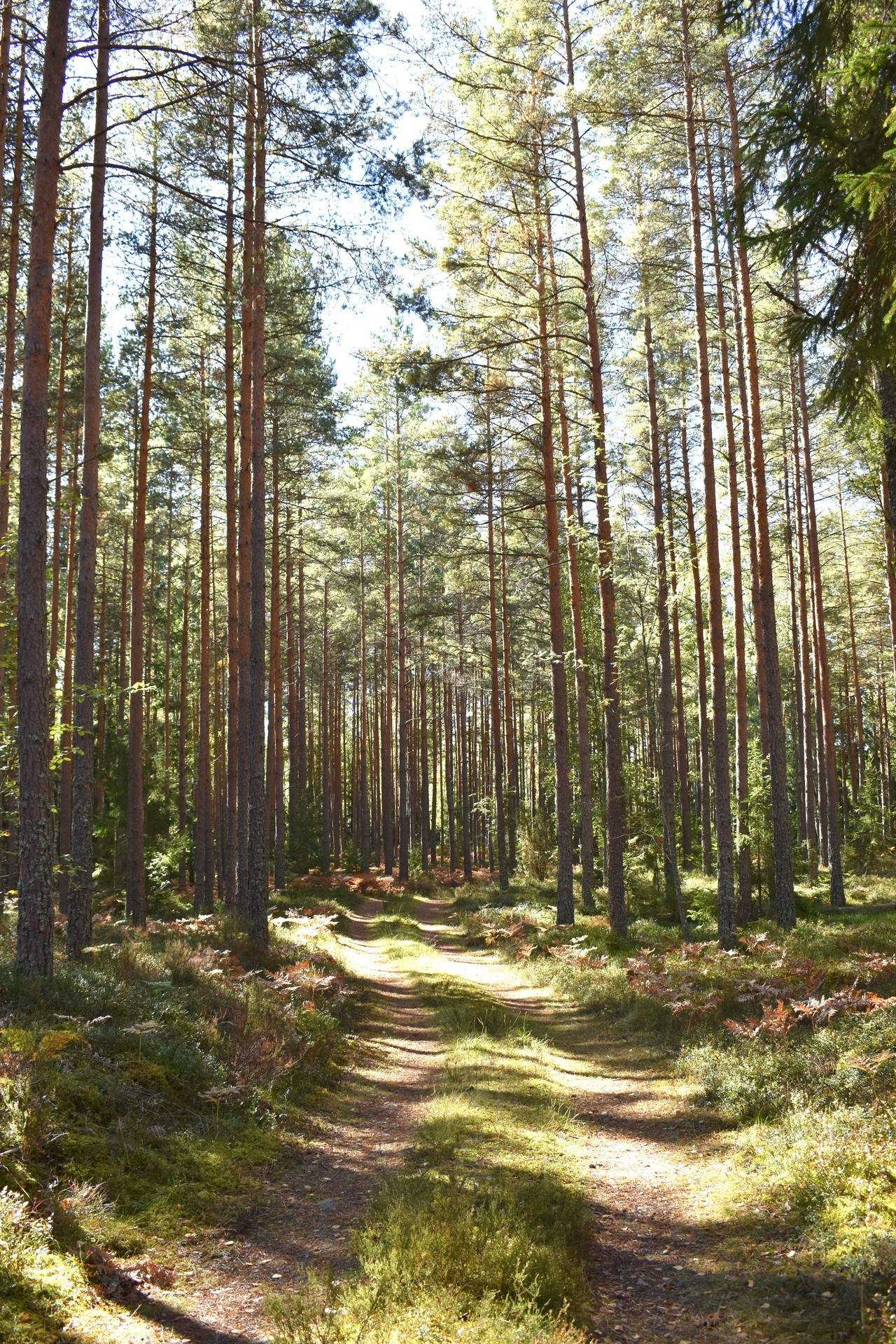 Gård med jordbruk på Brixslät 122 Brixslät Nybro kommun - bild 16