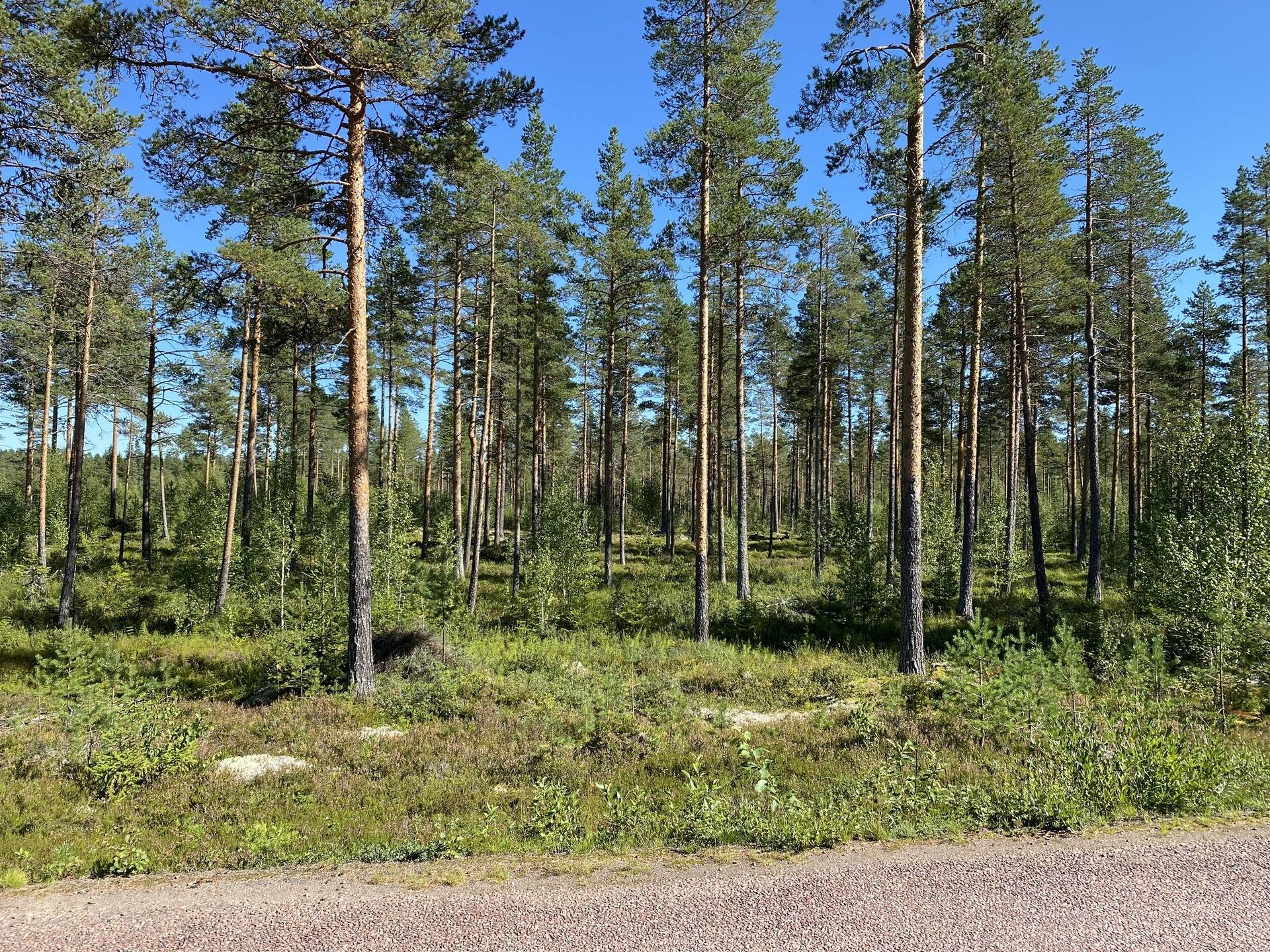 4 rum Gård/skog på Hammarsbovägen 2 Sörsjön by Malung-Sälens kommun - bild 41