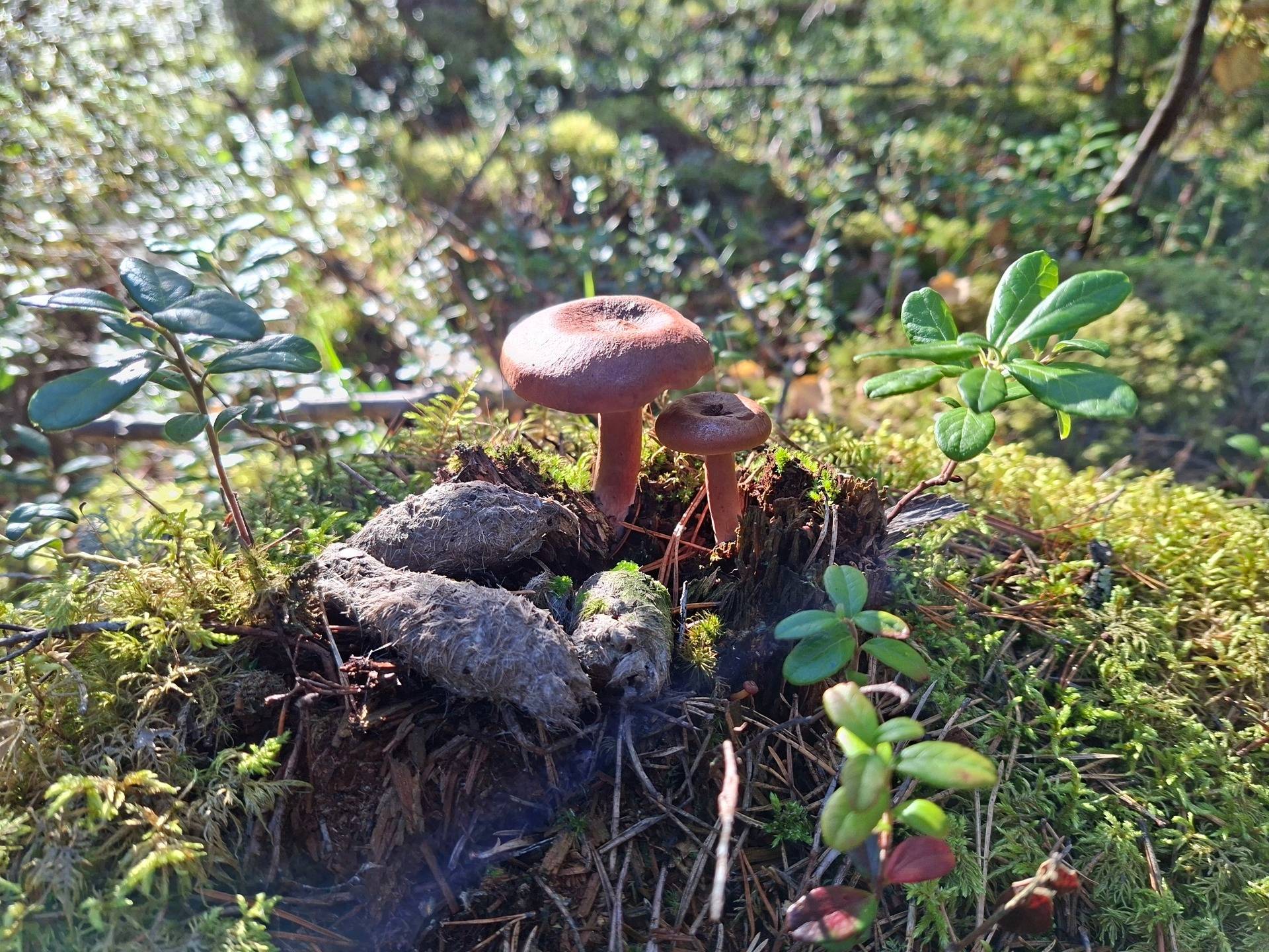 Gård/skog på PITEÅ ROSVIK 80:1 Rosvik Piteå kommun - bild 5