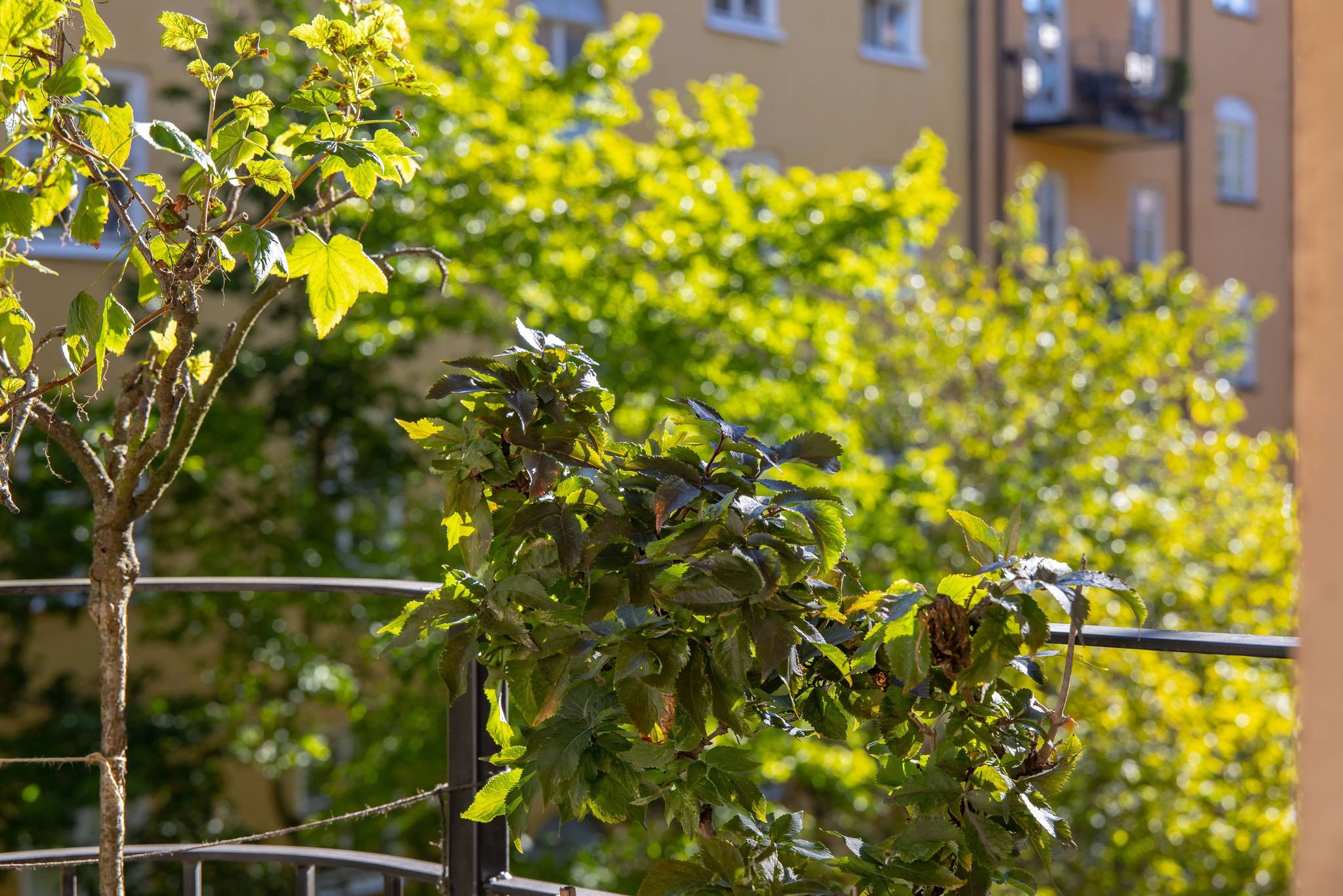 3 rum Lägenhet på Östgötagatan 77, 2tr Södermalm Stockholms kommun - bild 15