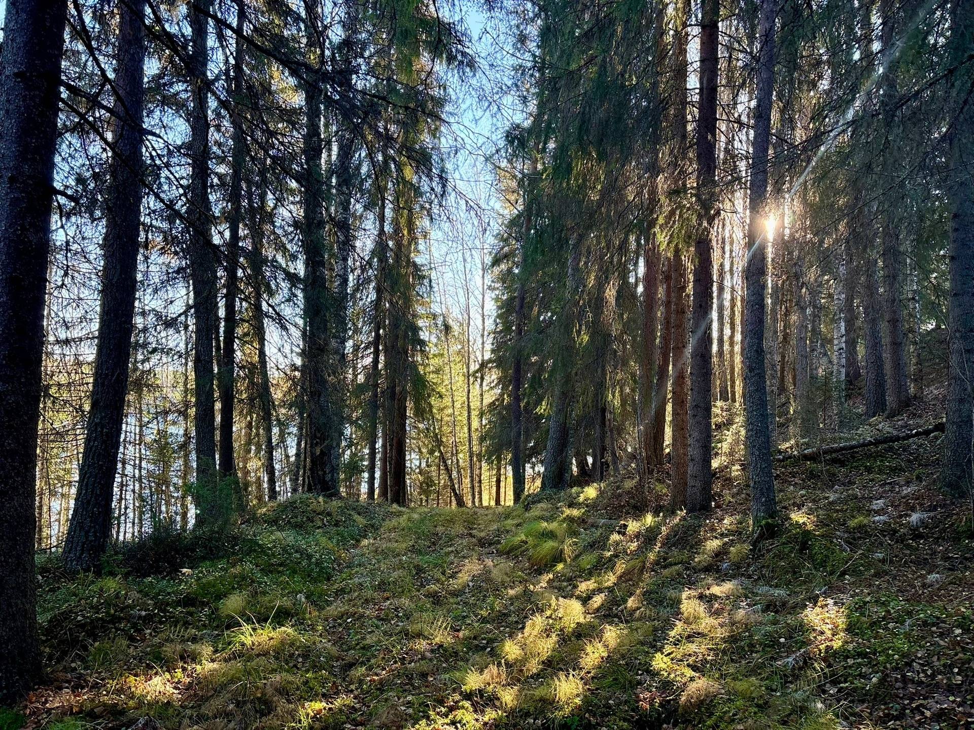 Gård/skog på Granön 4:6 Vindelns kommun - bild 2