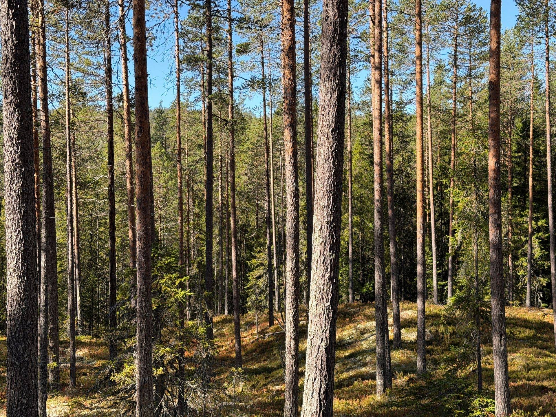 Gård/skog på Limbäck 89:3 Våmhus Mora kommun - bild 34