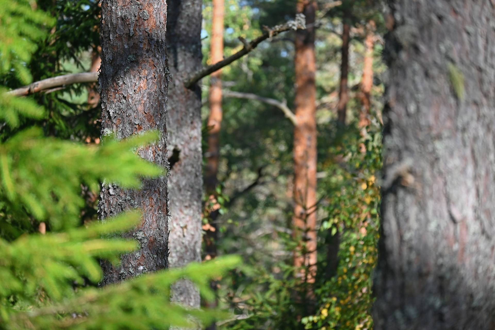 Gård med skogsbruk på Östergården Alingsås kommun - bild 3