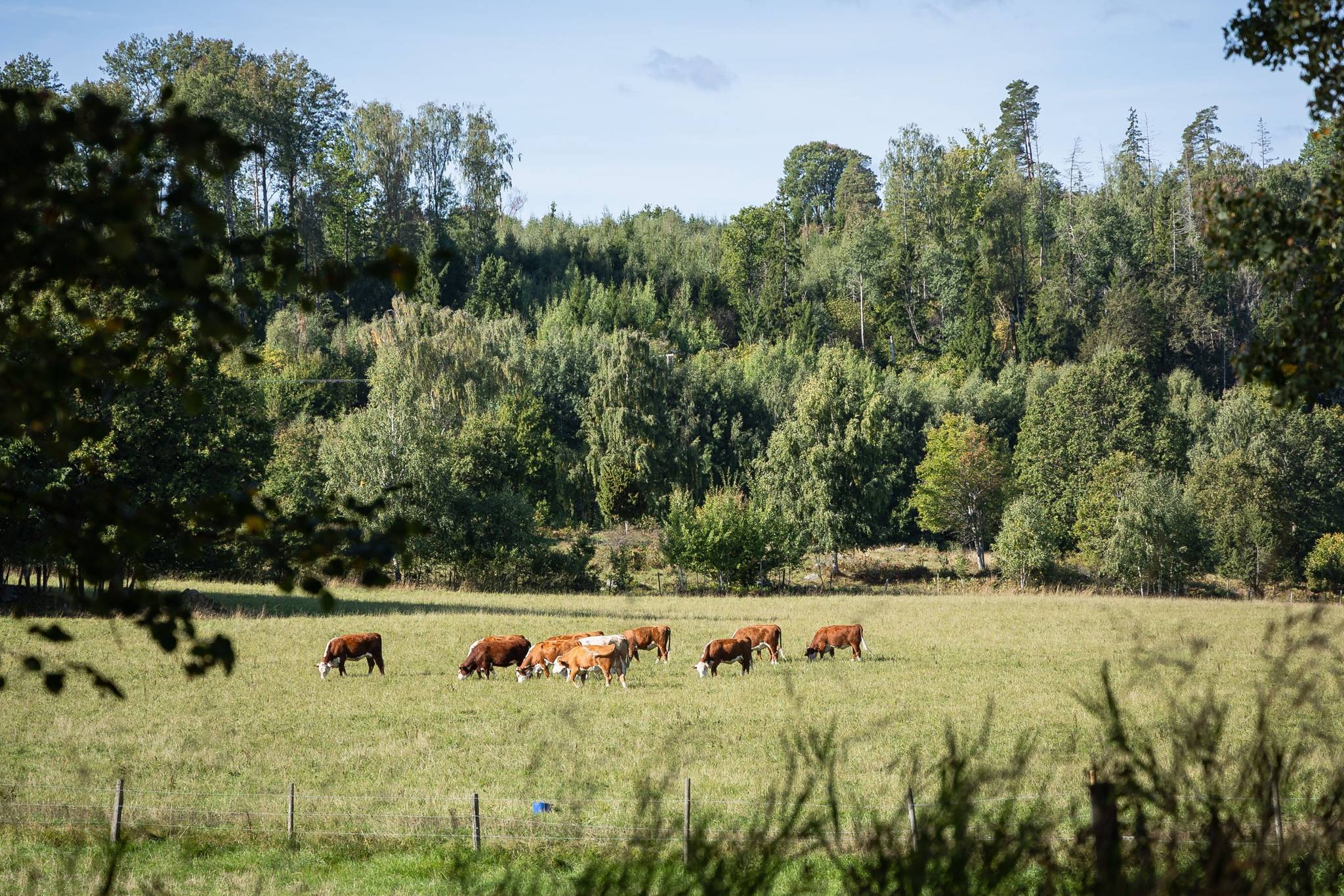 9 rum Villa på Grebo Kattorp Grebo Åtvidabergs kommun - bild 39