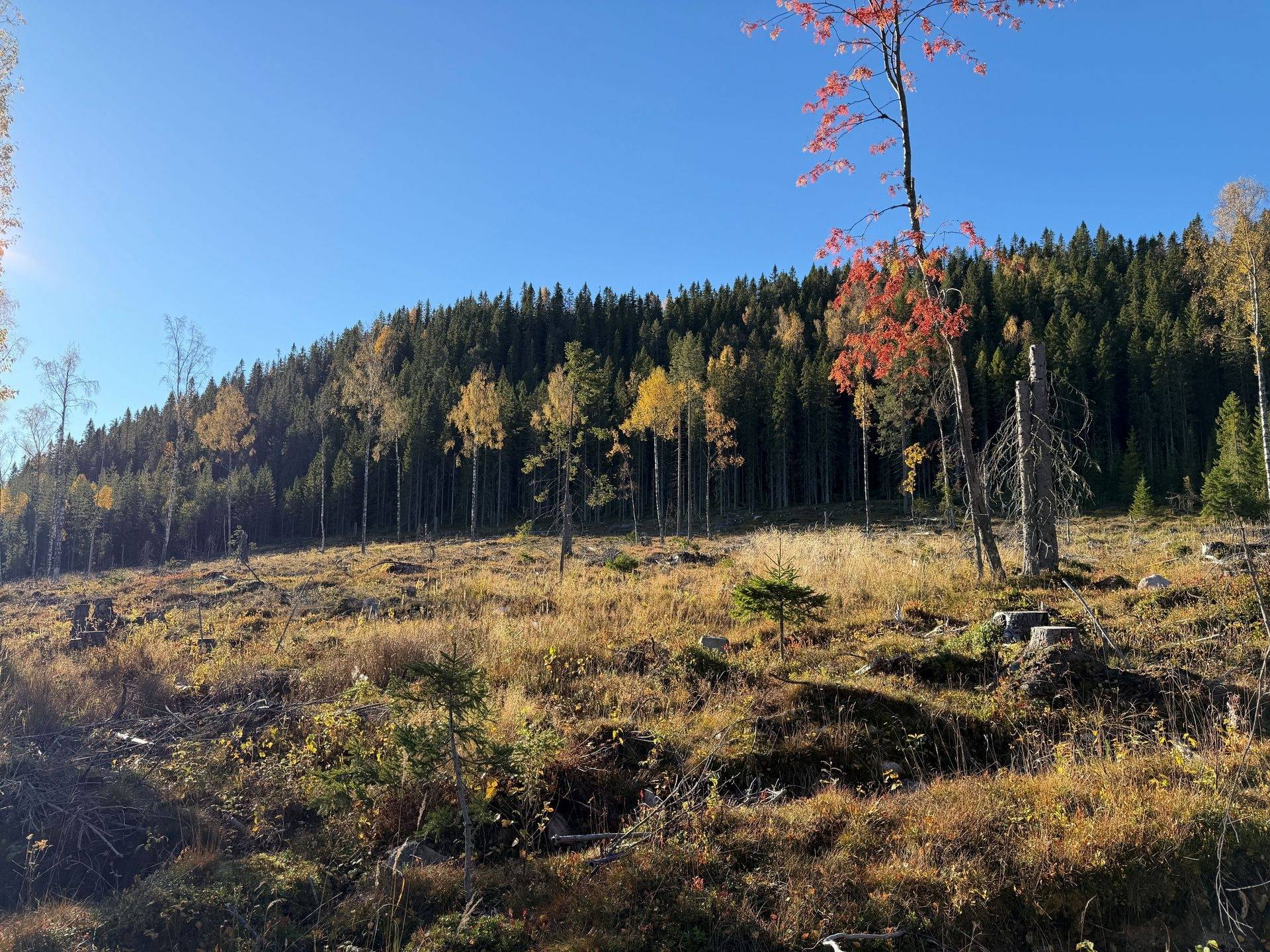 Gård/skog på Hansjö 8:5 Orsa kommun - bild 23