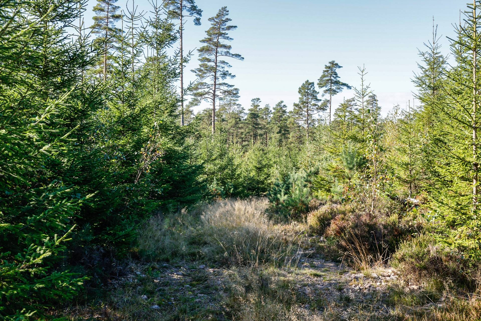 Gård/skog på SVENLJUNGA UGGLEBO 2:3 Örsås Svenljunga kommun - bild 24