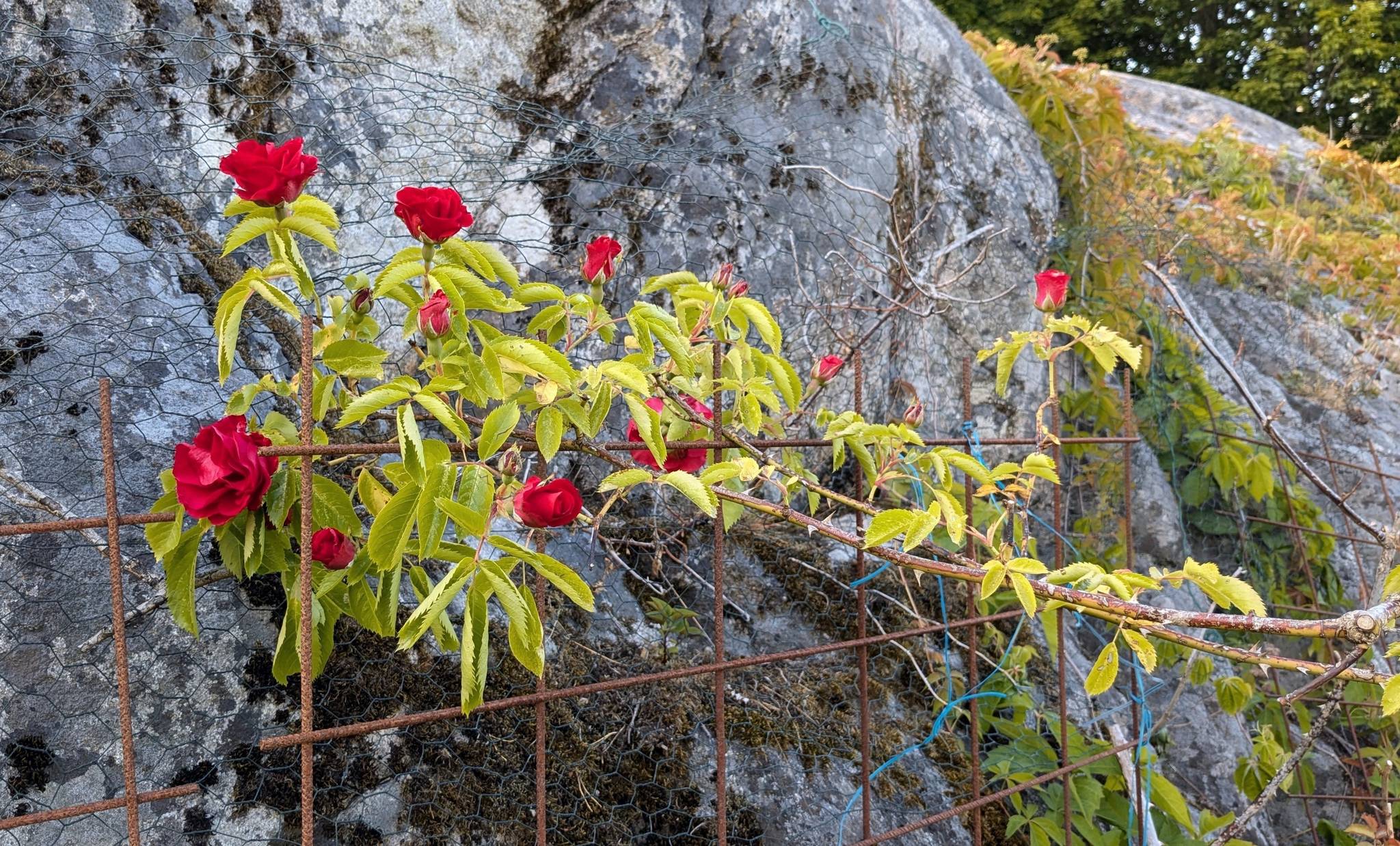 7 rum Fritidshus på Tjärnövägen 34 Tjärnö Strömstads kommun - bild 36