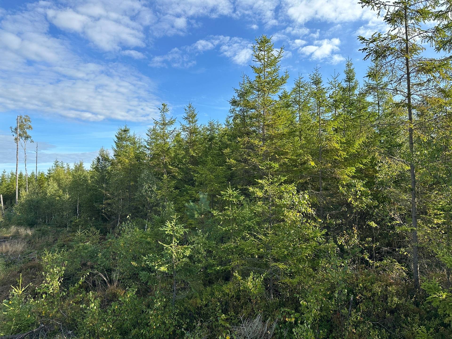 Gård med skogsbruk på MARK ANABÄCKSHULT 2:14 Anabäckshult Marks kommun - bild 23