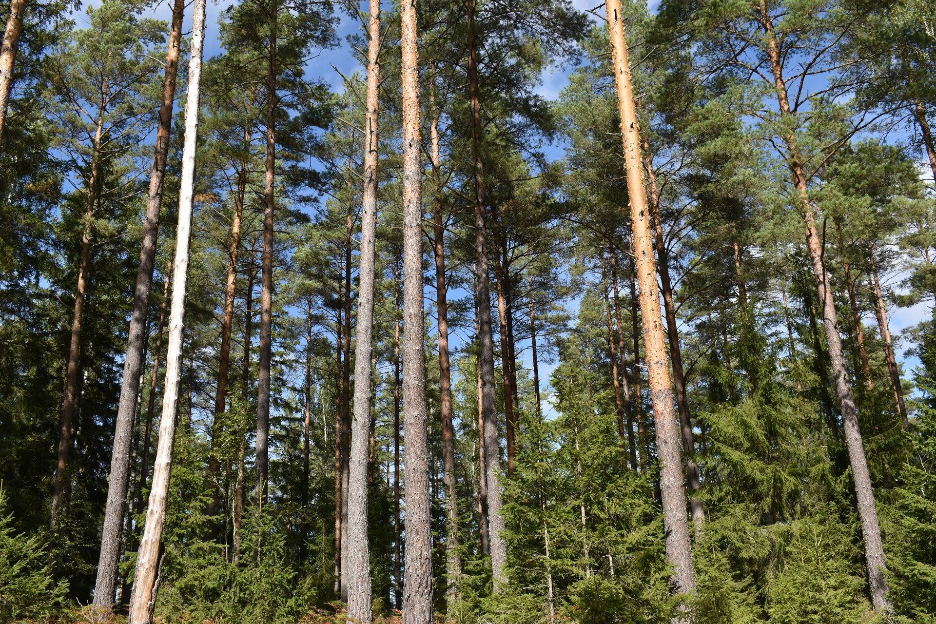 Gård med skogsbruk på Gårdsryd 1:2, 3:2 Gårdsryd Nybro kommun - bild 13