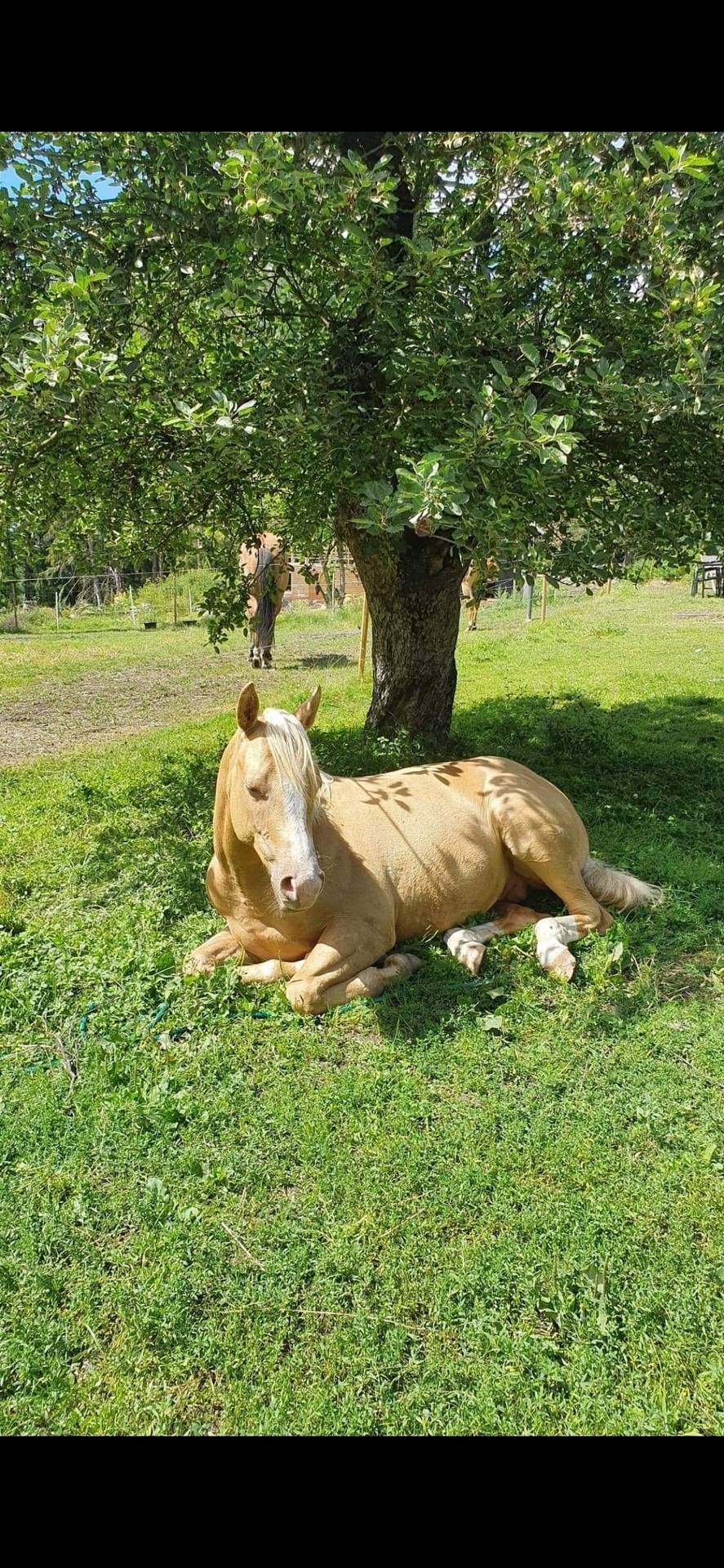 5 rum Gård utan jordbruk på Jäder Pålstorp 1 Jönåker Nyköpings kommun - bild 32