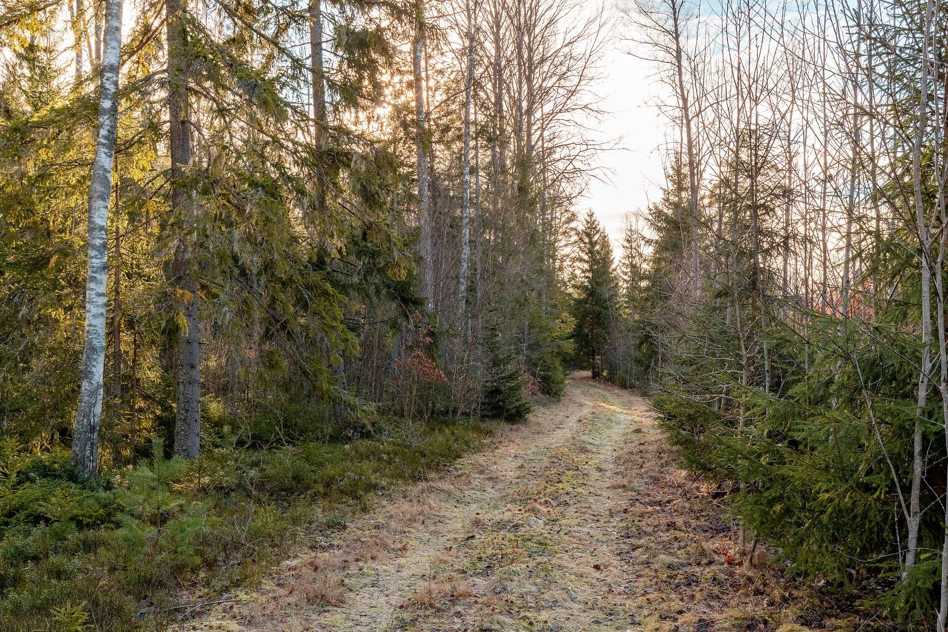 Gård med skogsbruk på Skogsfastighet i Hallsberg, 129 ha Hallsbergs kommun - bild 9