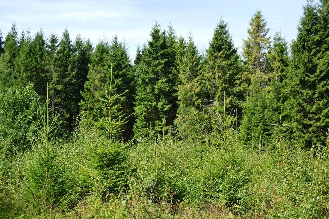 Gård/skog på Nädhult 2:14 Kinnared Hylte kommun - bild 6