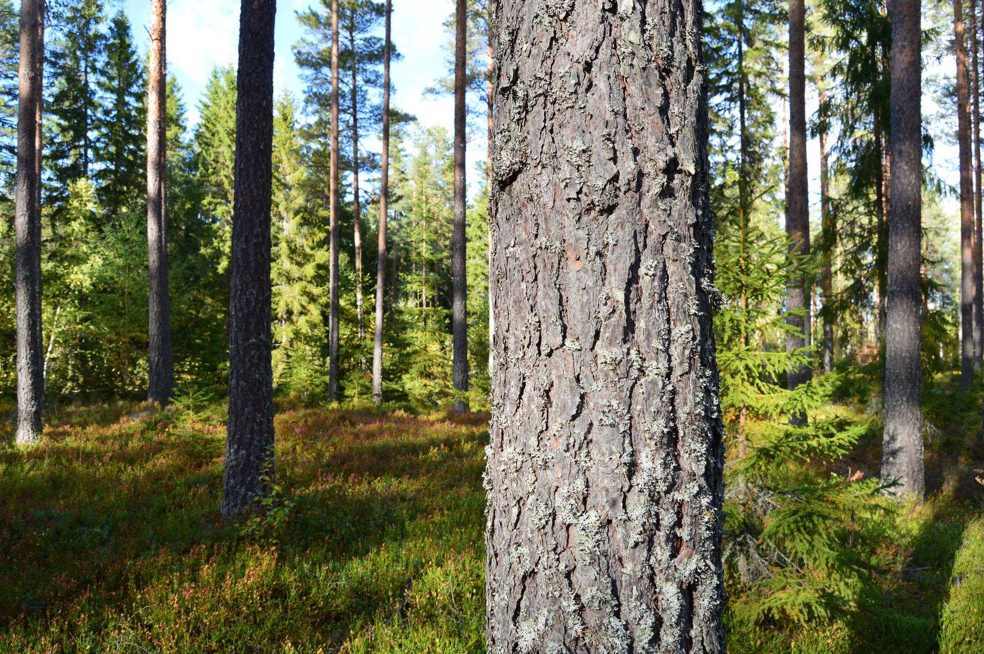 Gård med jordbruk på Sömskars skogen Sandvikens kommun - bild 3