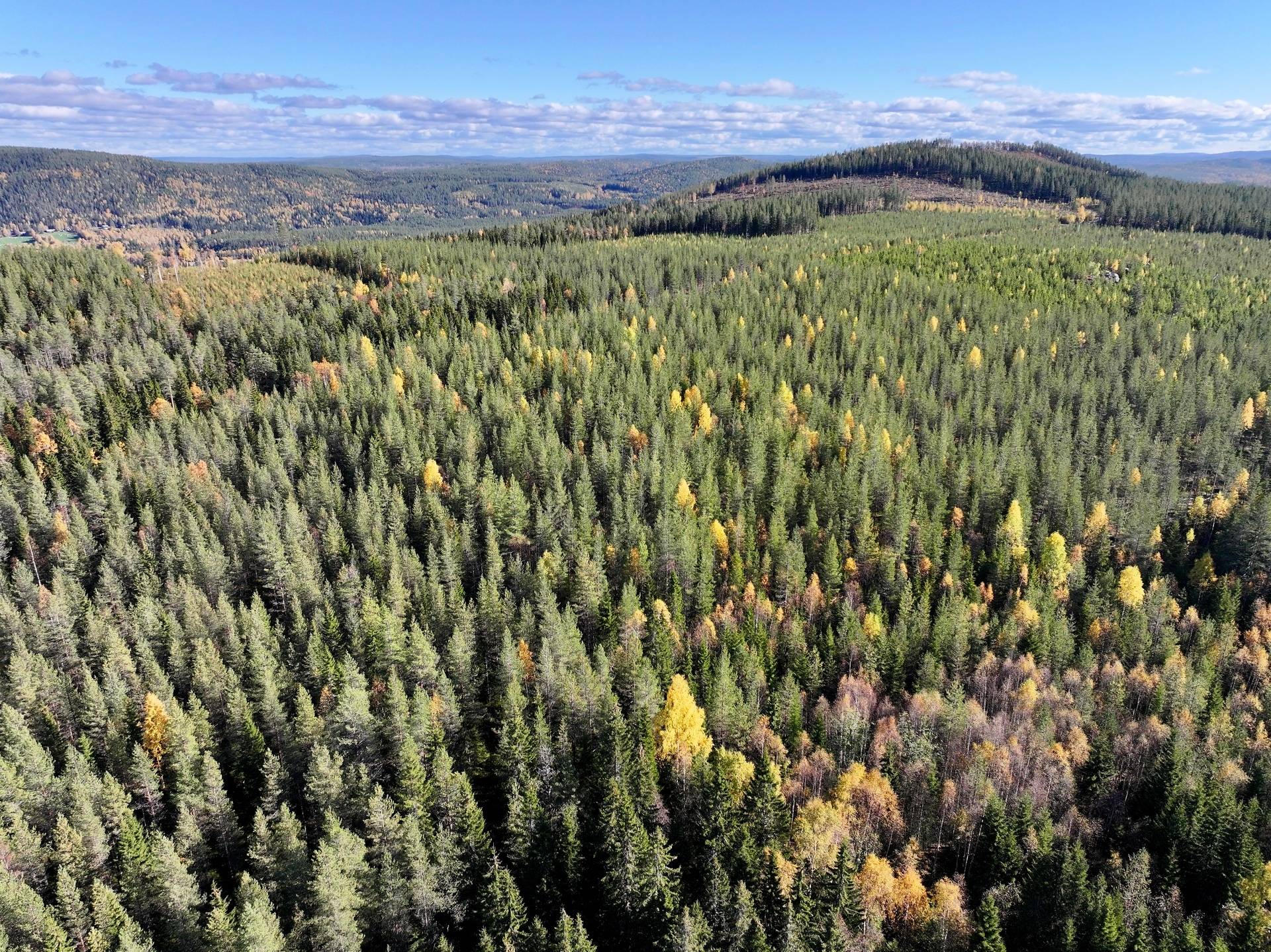 Gård/skog på Örträsk 2:38 Lycksele kommun - bild 12