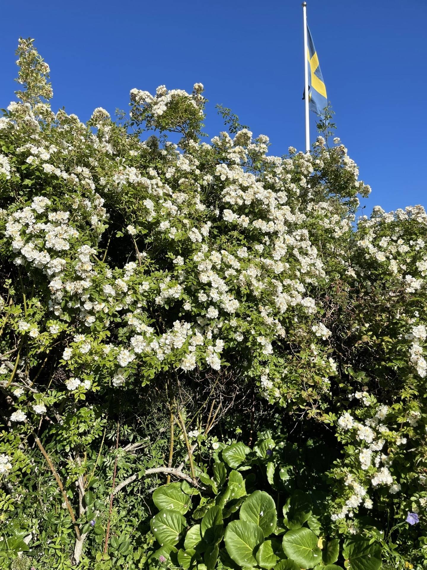 65 m² Fritidsboende på Valsäng strand 66 Valsäng Strand Tjörns kommun - bild 36