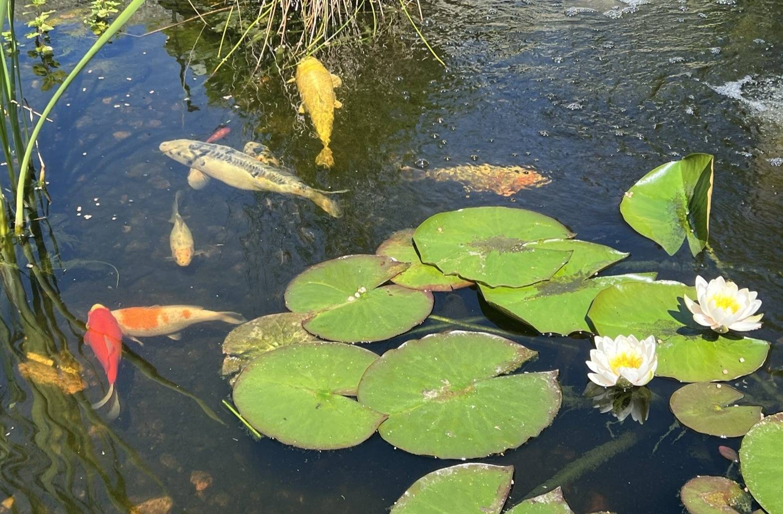 7 rum Villa på Lillemossevägen 7 Onsala Kungsbacka kommun - bild 28